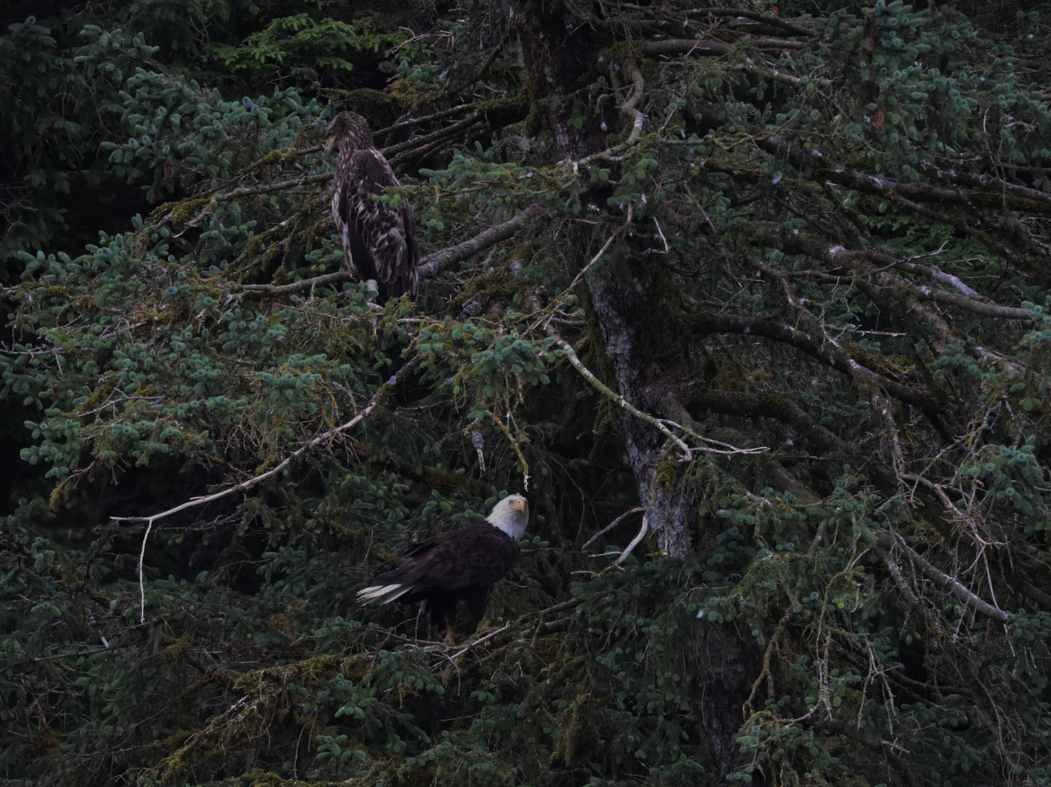 Prince William Sound AK