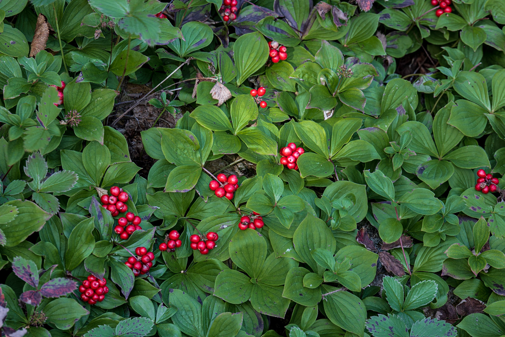 Lomond CG, Gros Morne NP, NL