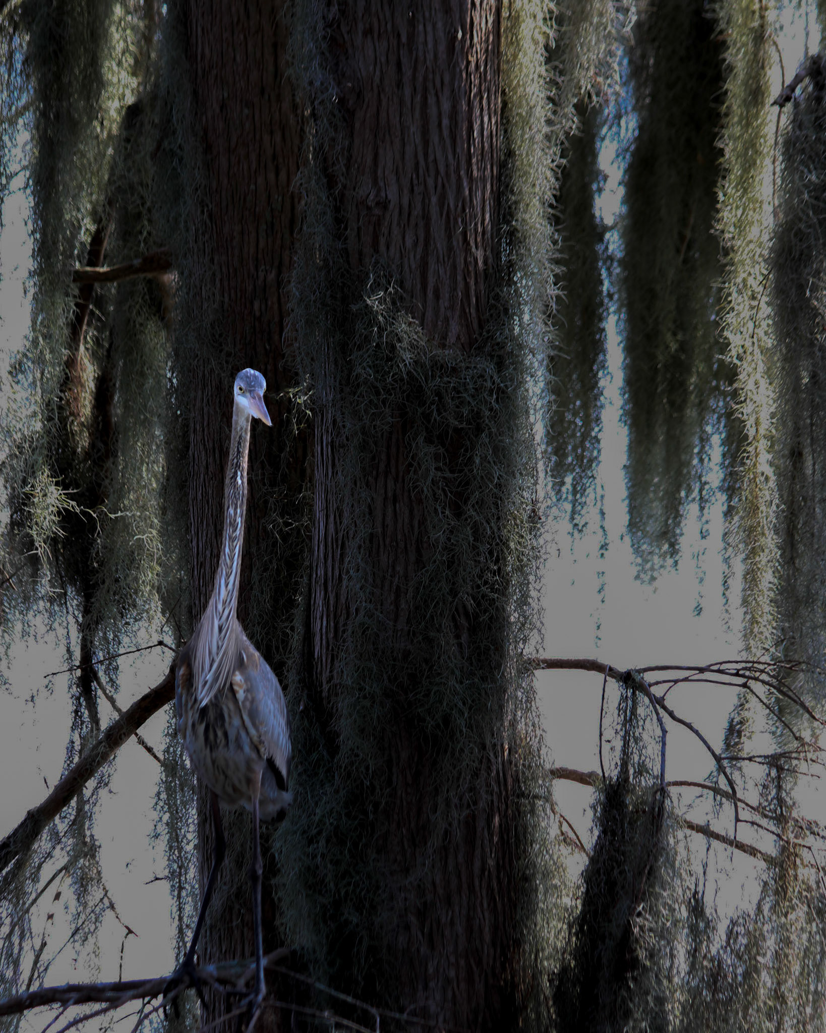 Circle B Bar Reserve, Lakeland FL