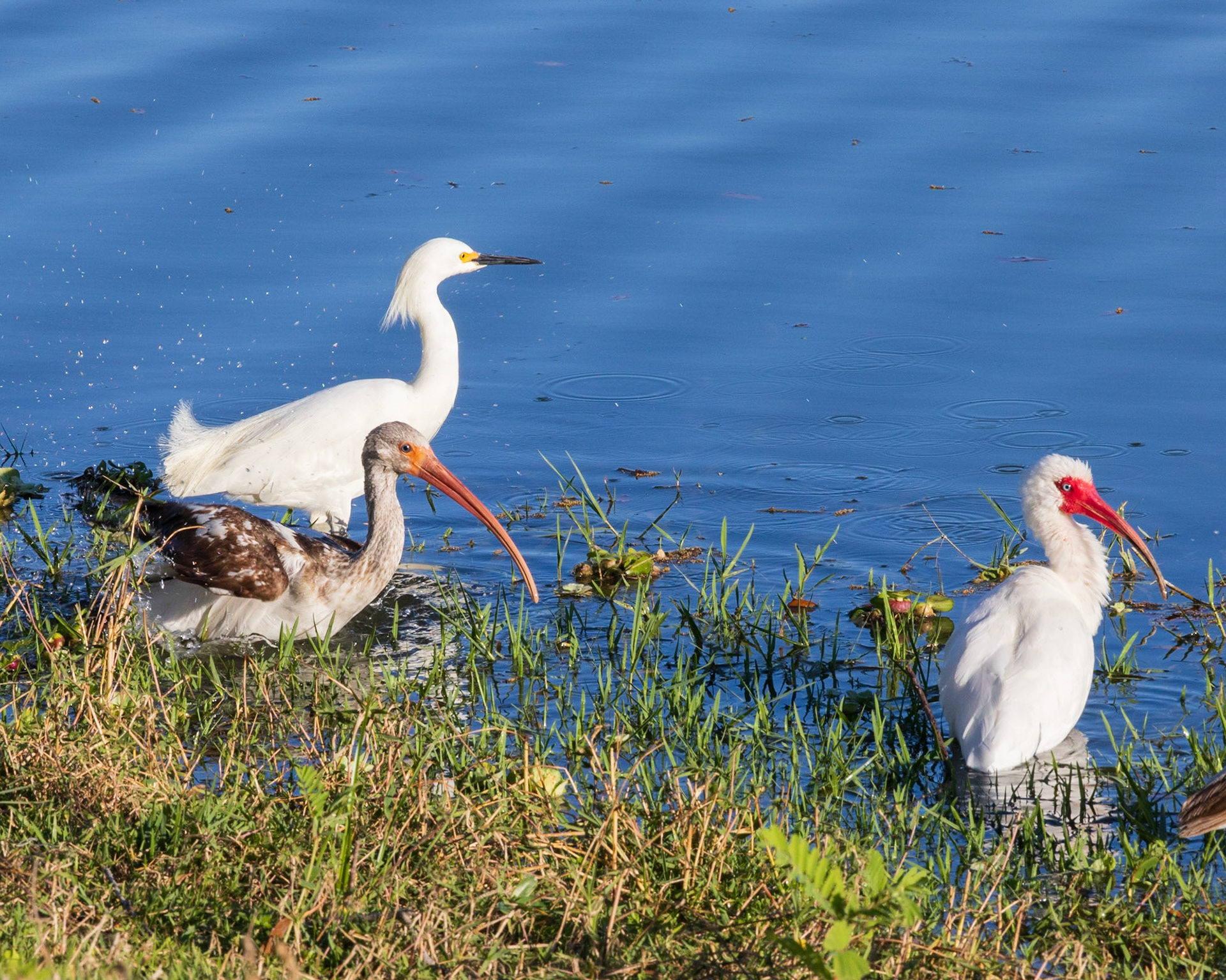 Wilderness Park CG, Fussels Corner, FL