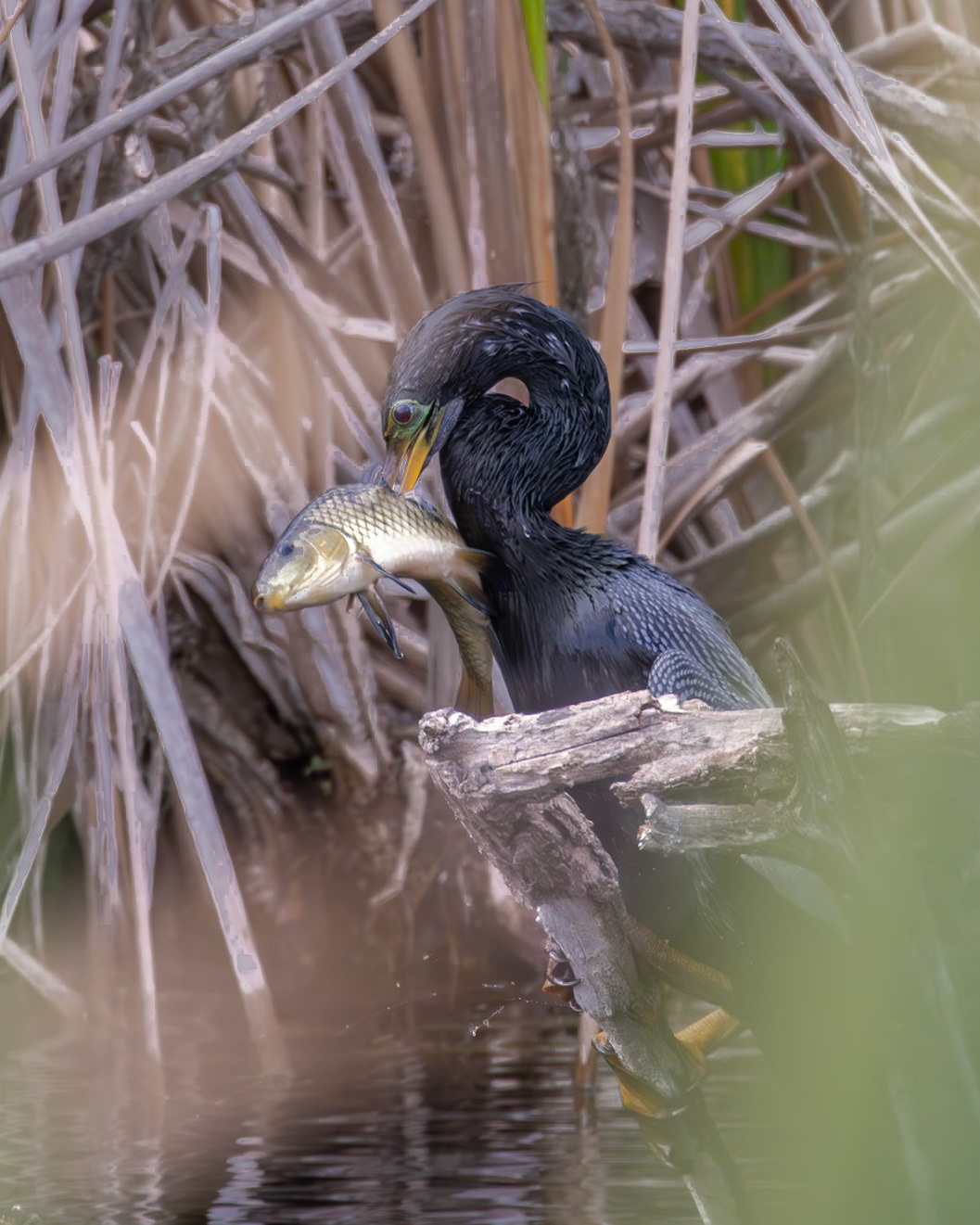 Emeralda Marsh Leesburg FL