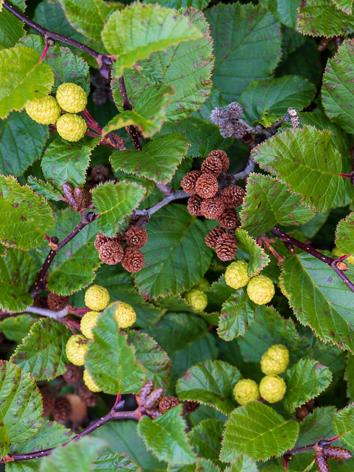 Alder, Big Island, Torngat Mountains, NL