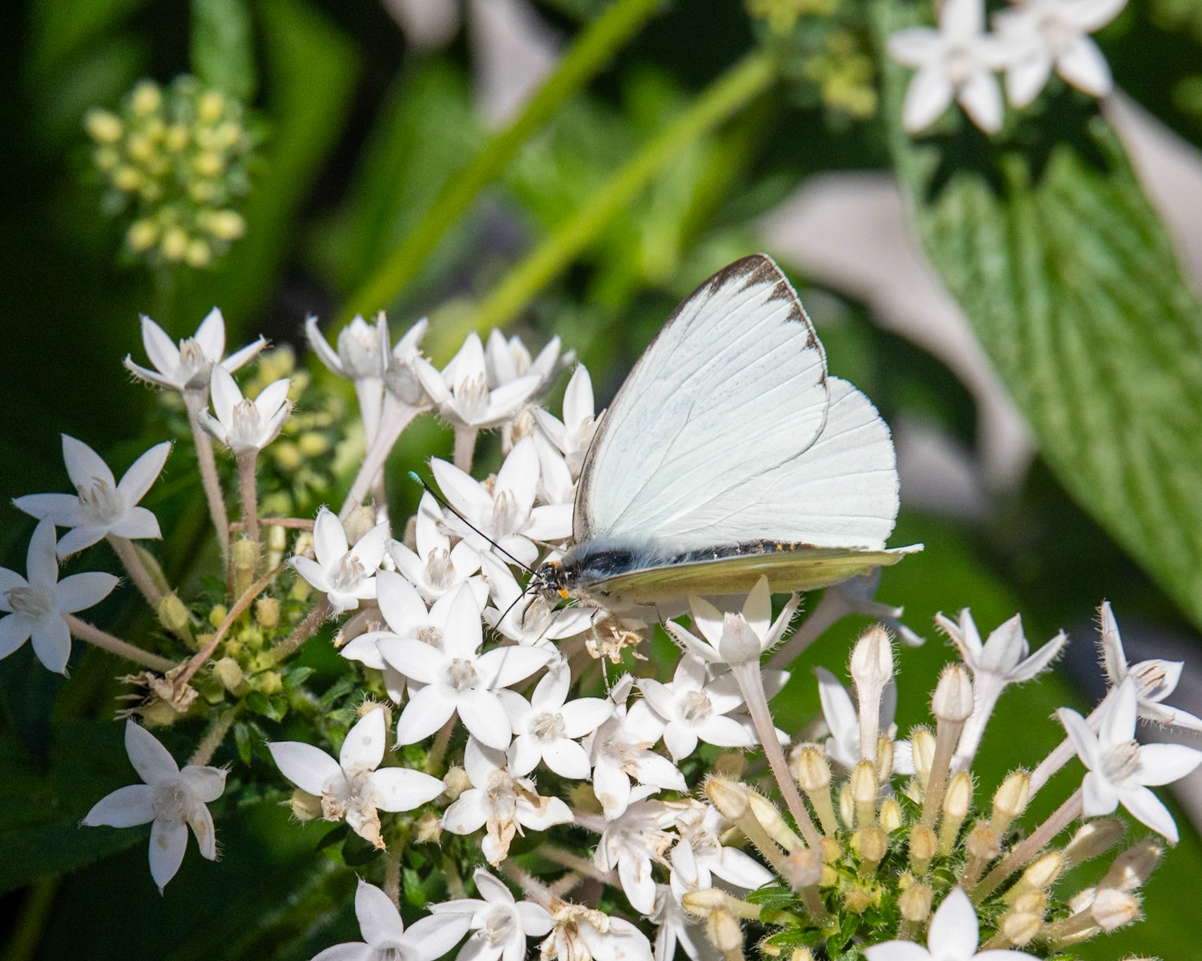 Peace River Botanicals and Sculpture Gardens, Punta Gorda FL