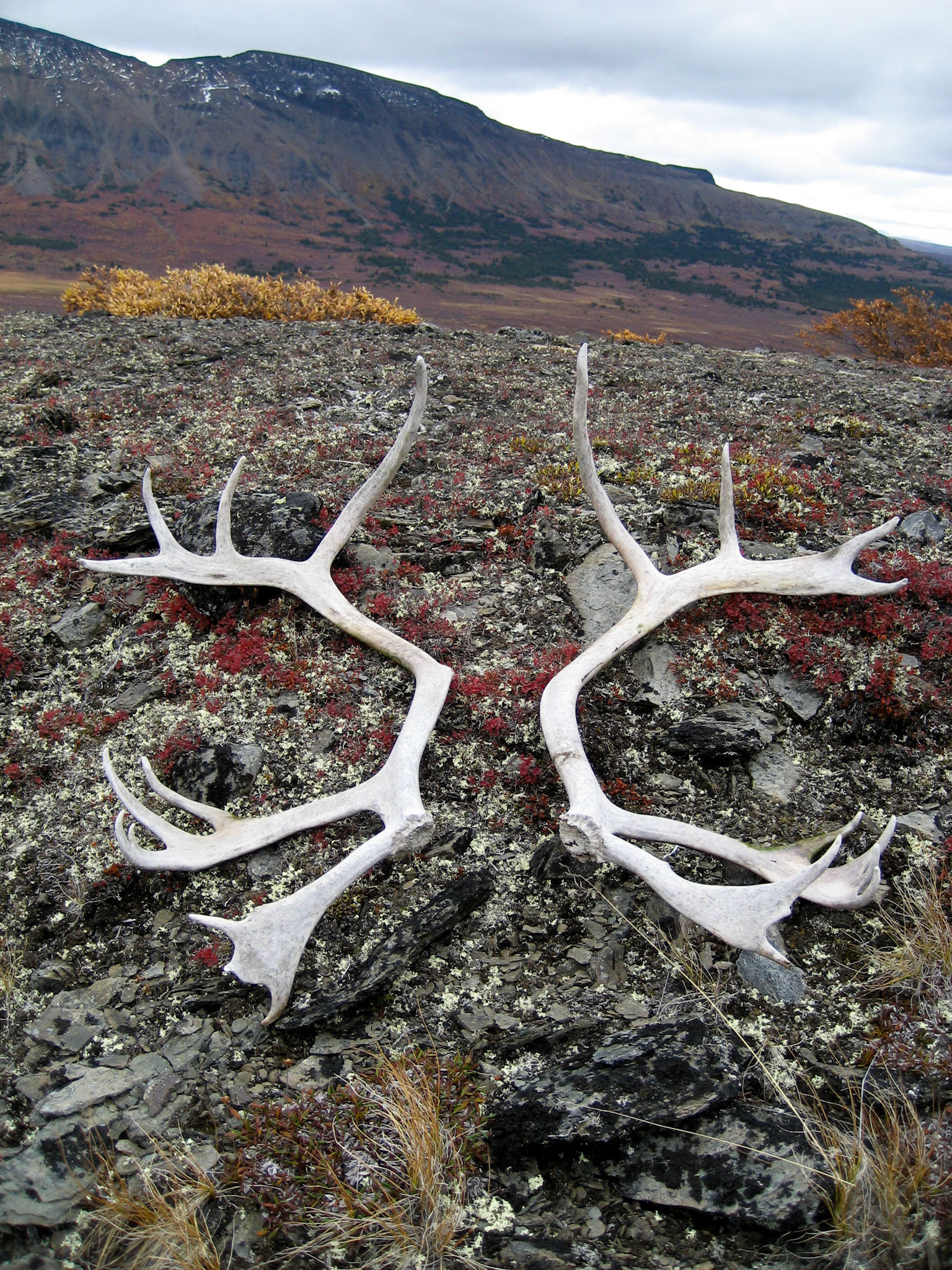 Beatty Creek Camp BC CA