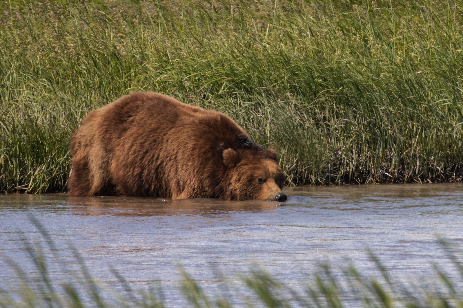 Hallo Bay, Katmai NP, AK