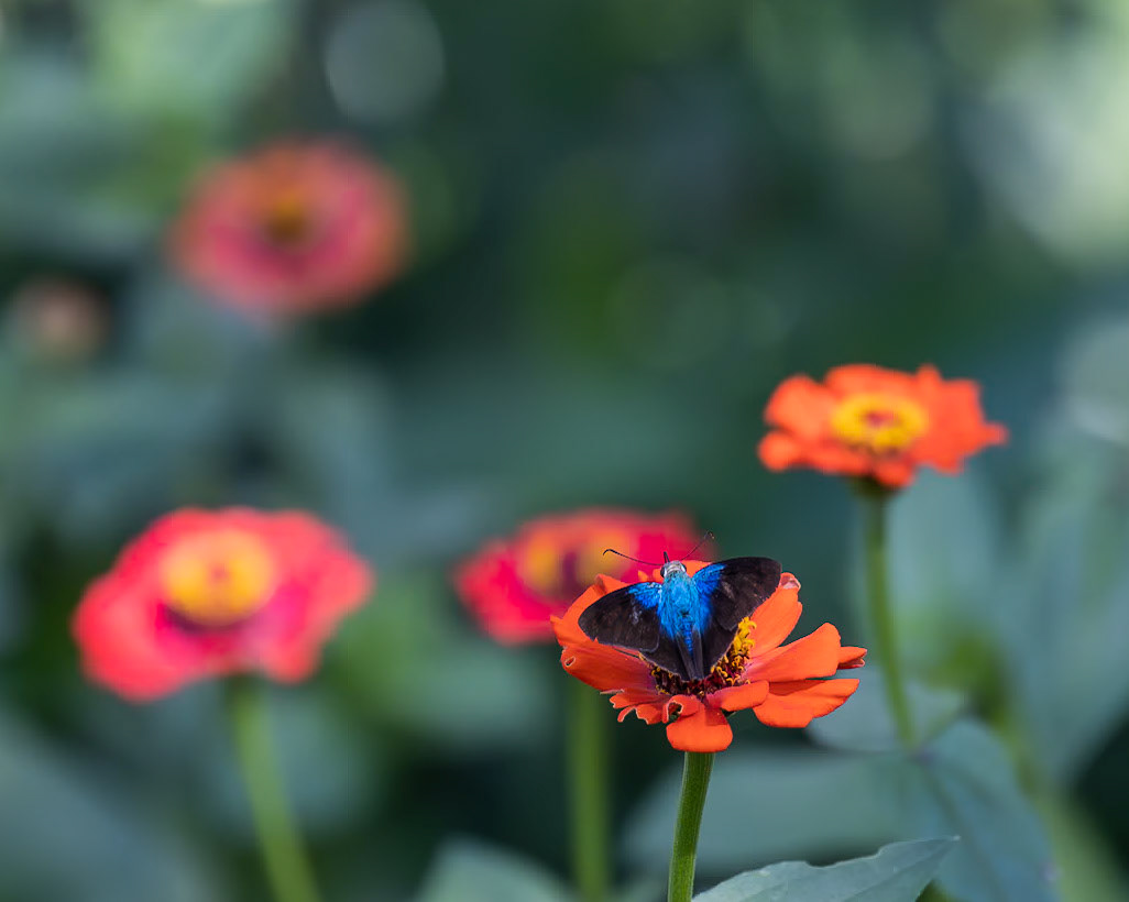 Vallata Botanical Garden, Jalisca Mexico