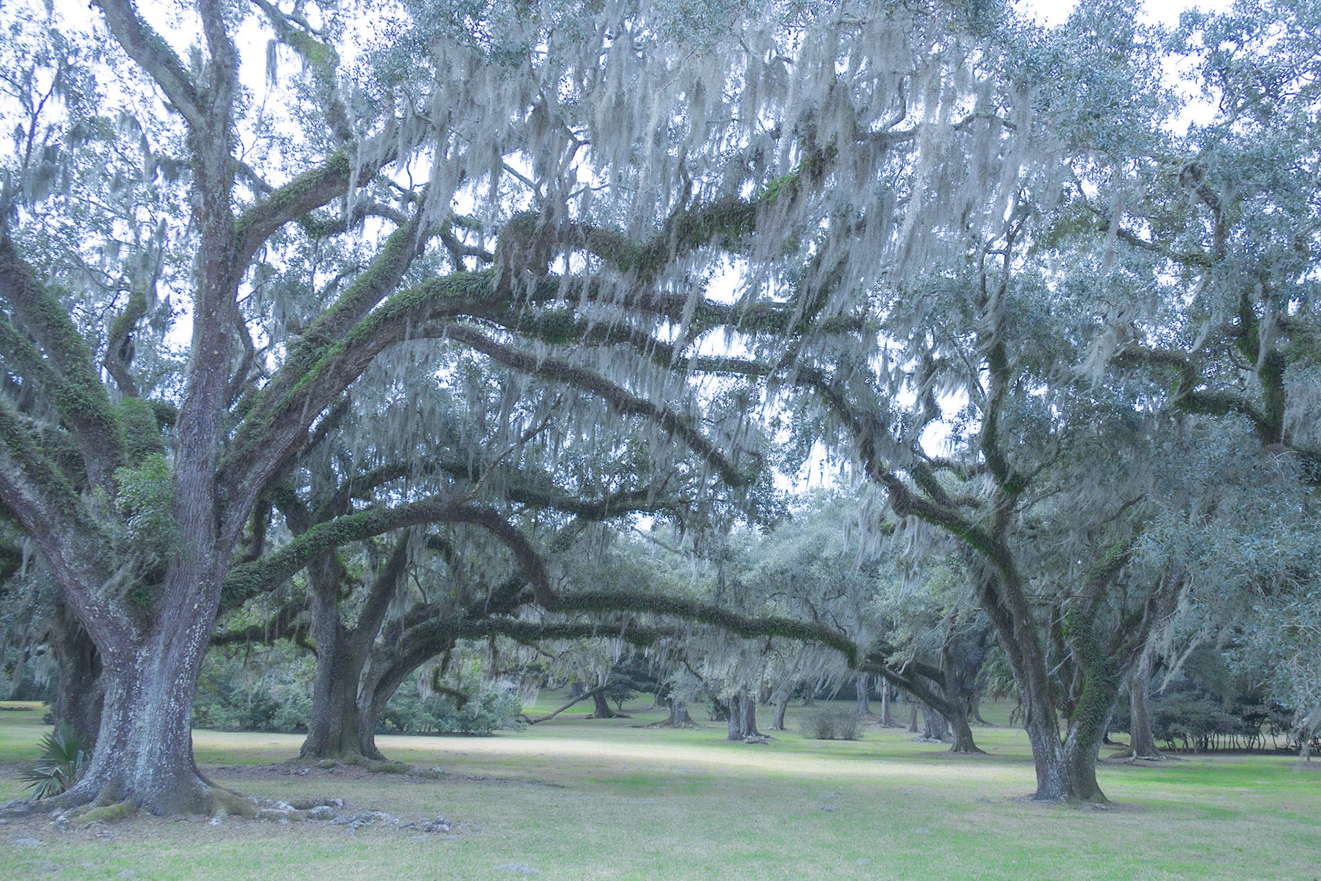 Avery Island Jungle Gardens LA