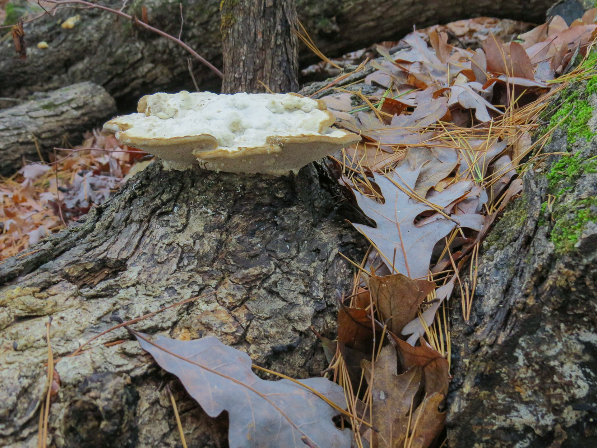 Lake Ouachita SP Mountain Pine AR