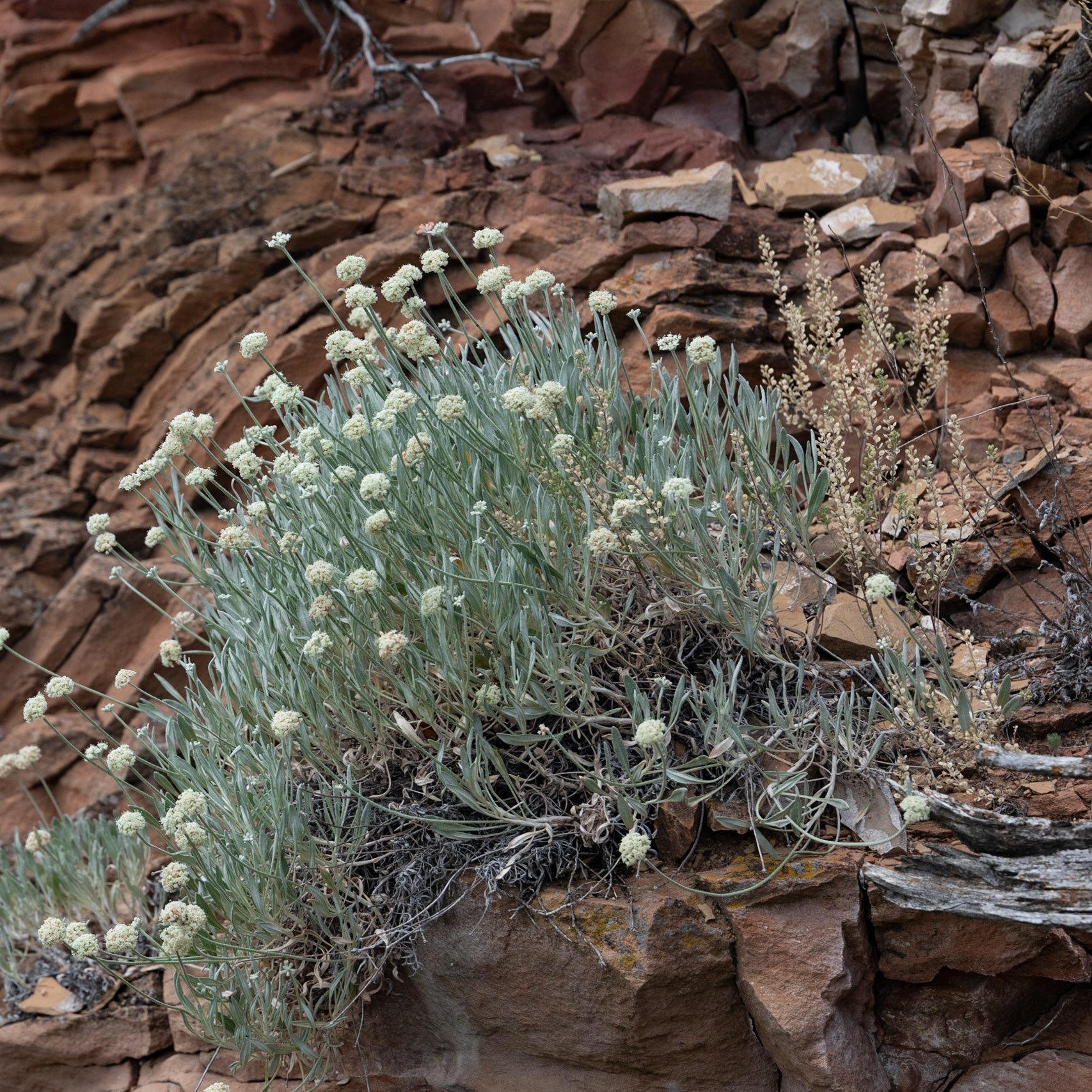 Theodore Roosevelt NP, South Unit, ND