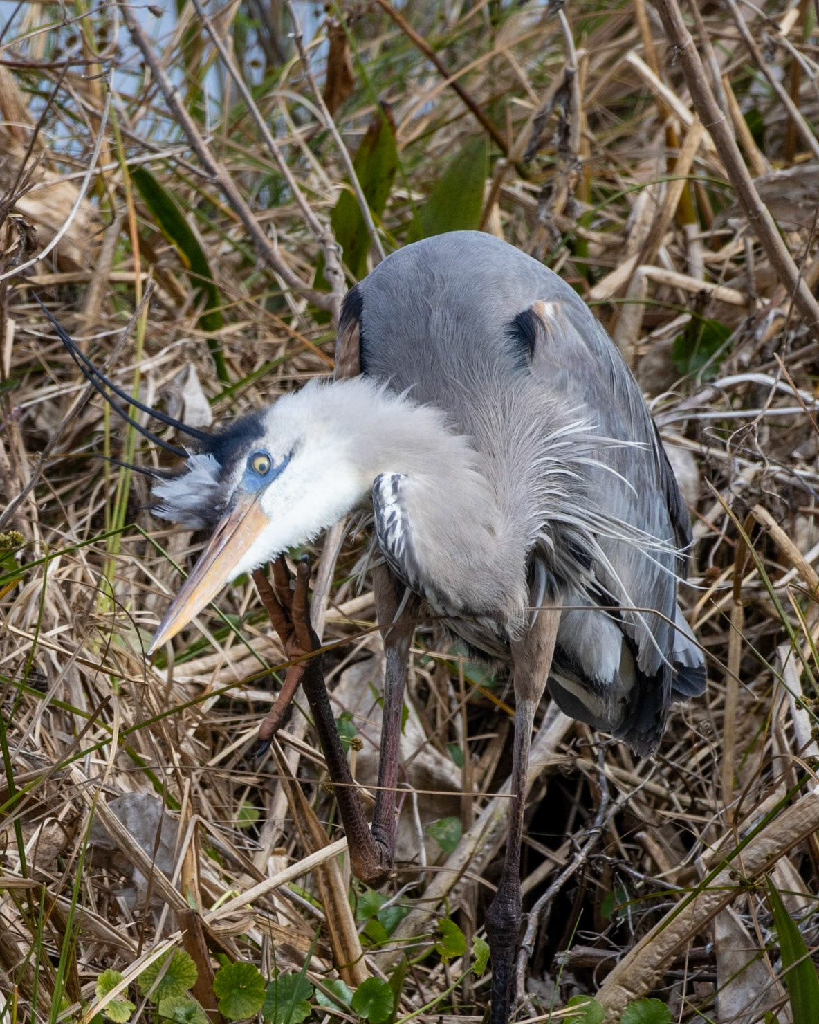 Emeralda Marsh Leesburg FL