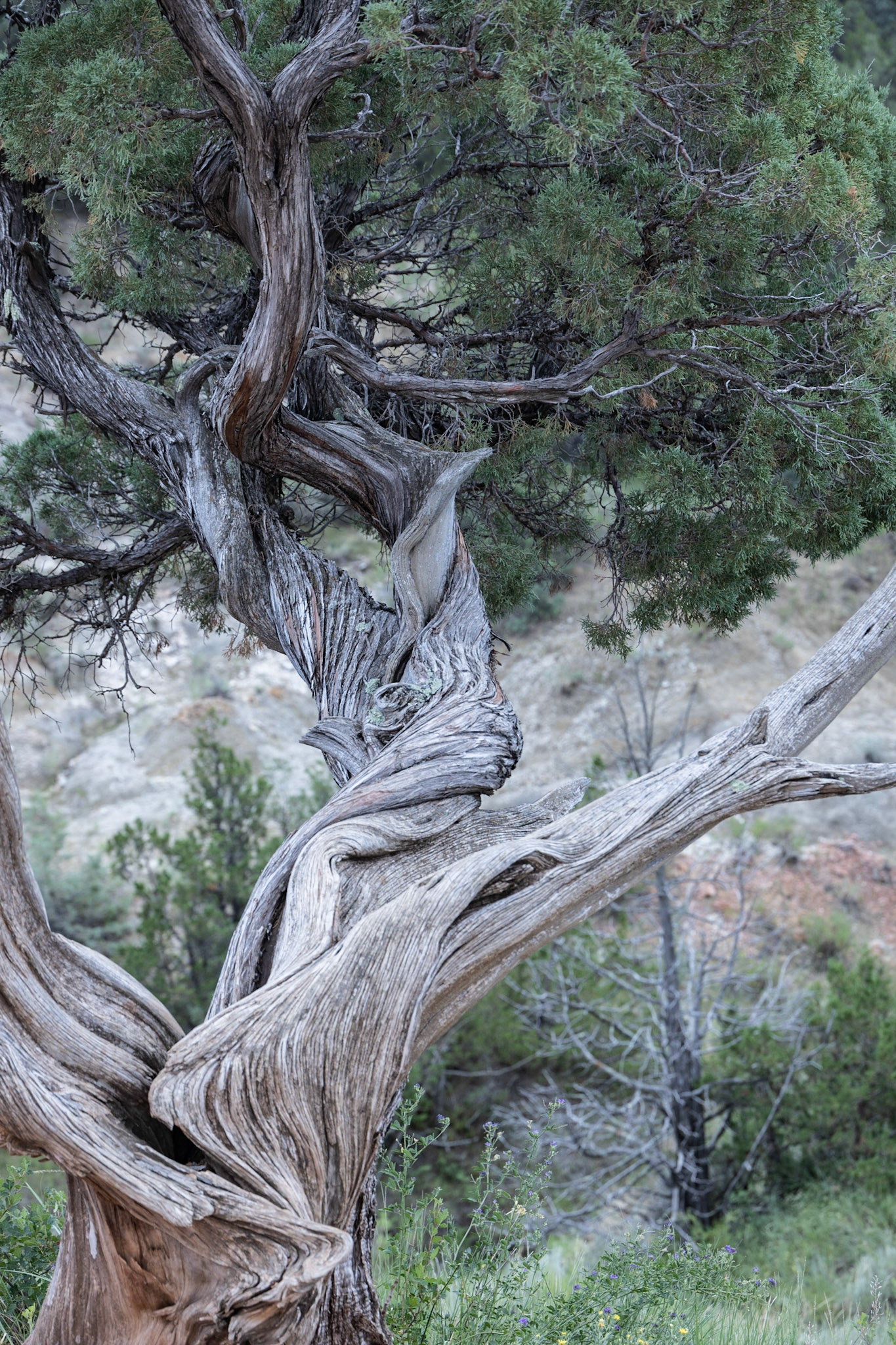 Theodore Roosevelt NP, South Unit, ND
