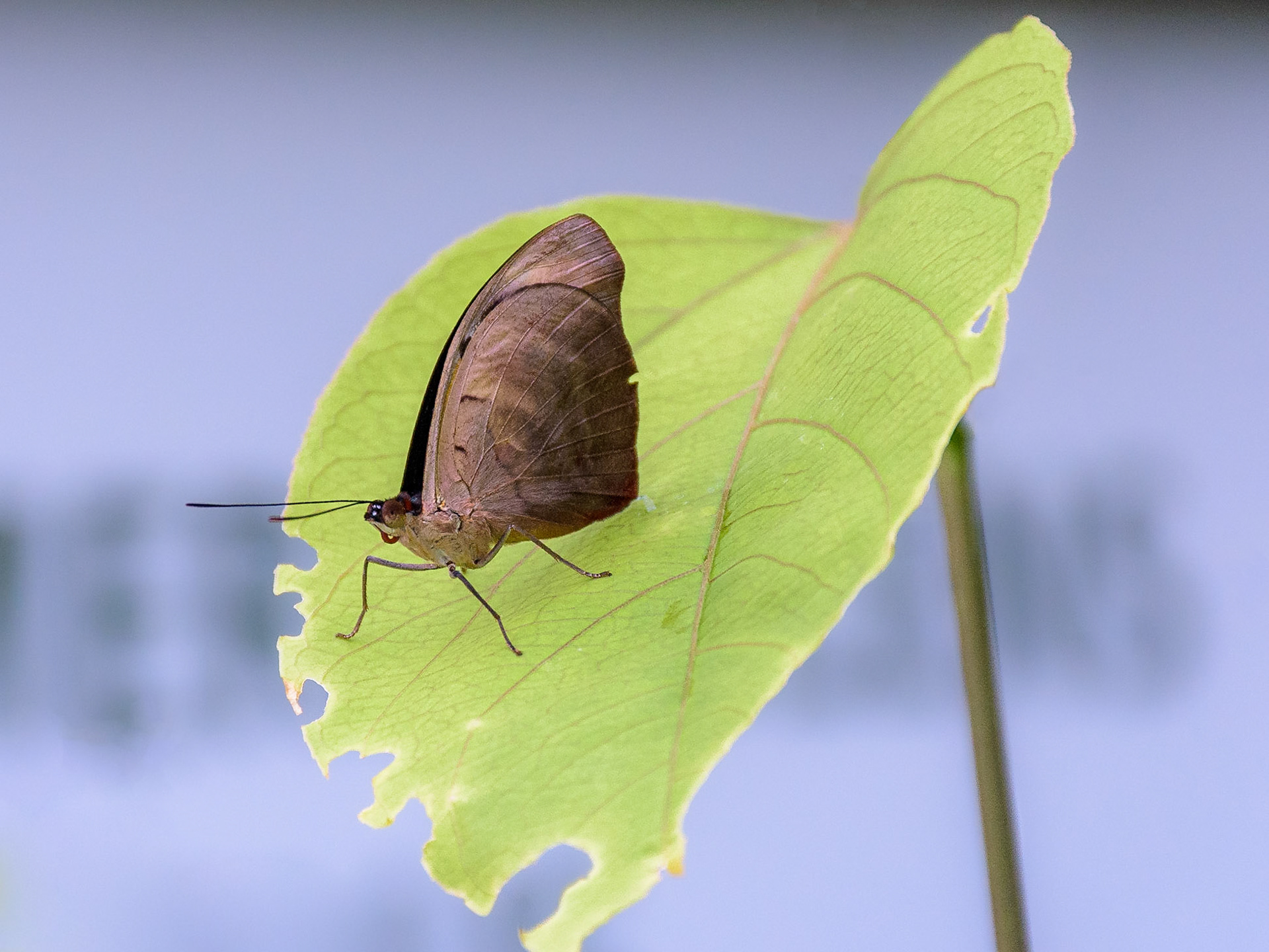 The Butterfly House, Copenhagen, Denmark