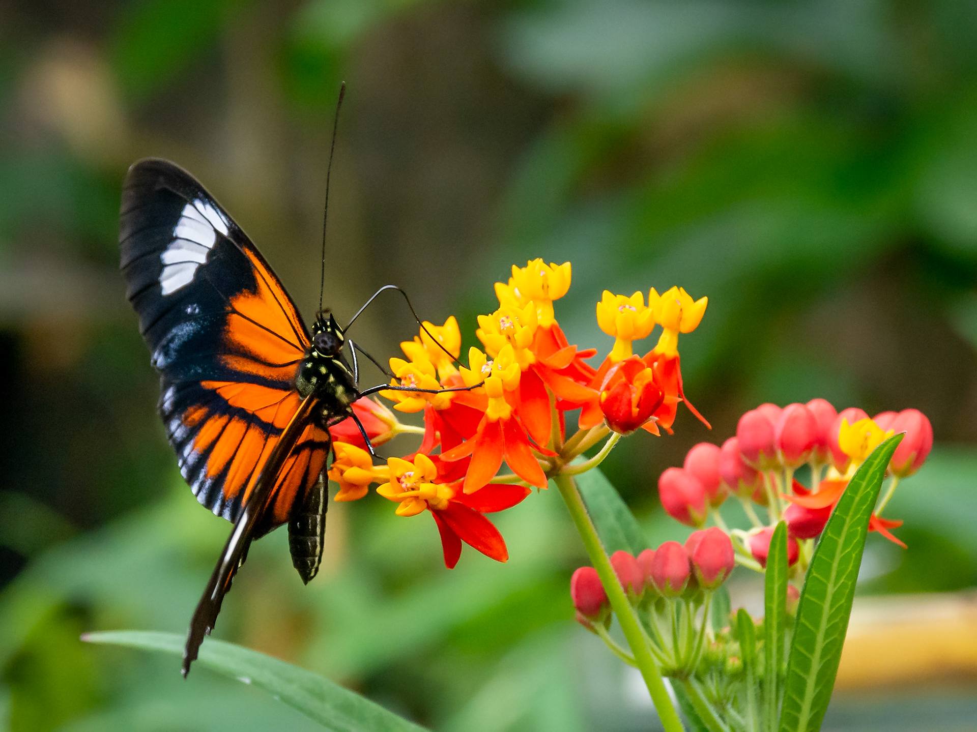 The Butterfly House, Copenhagen, Denmark