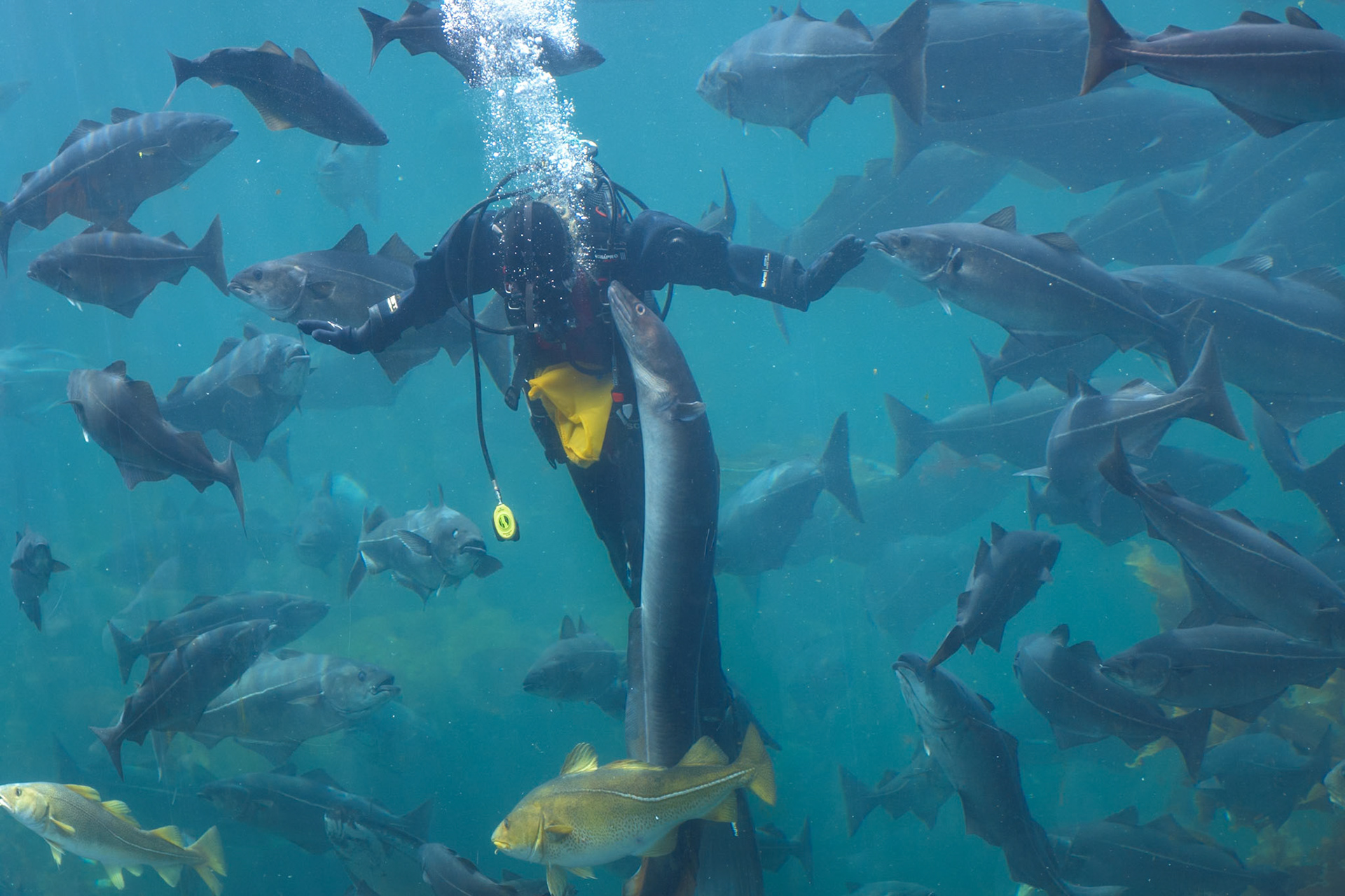 Norvège, Ålesund, Atlantic Sea-Park