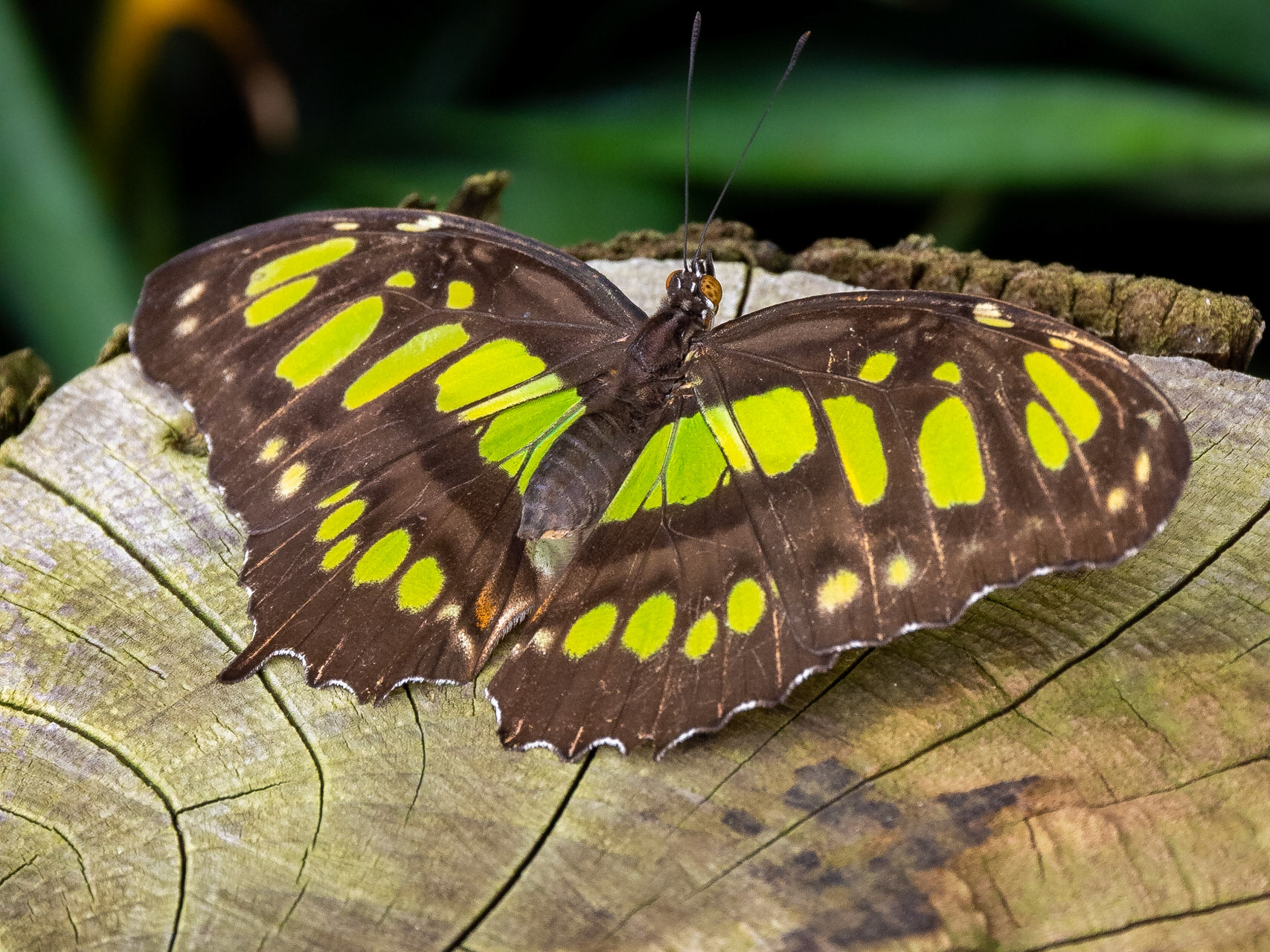 The Butterfly House, Copenhagen, Denmark
