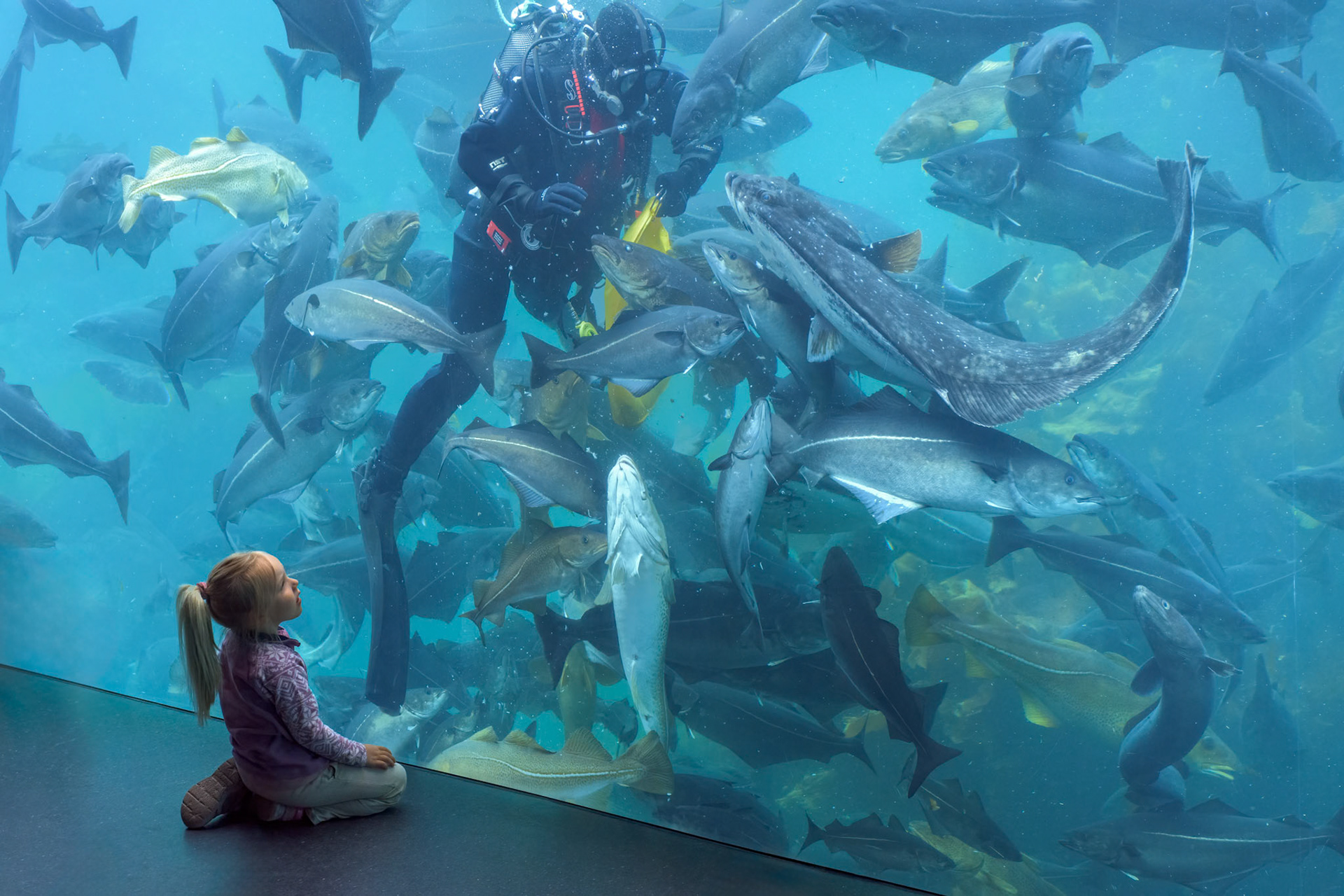 Norvège, Ålesund, Atlantic Sea-Park