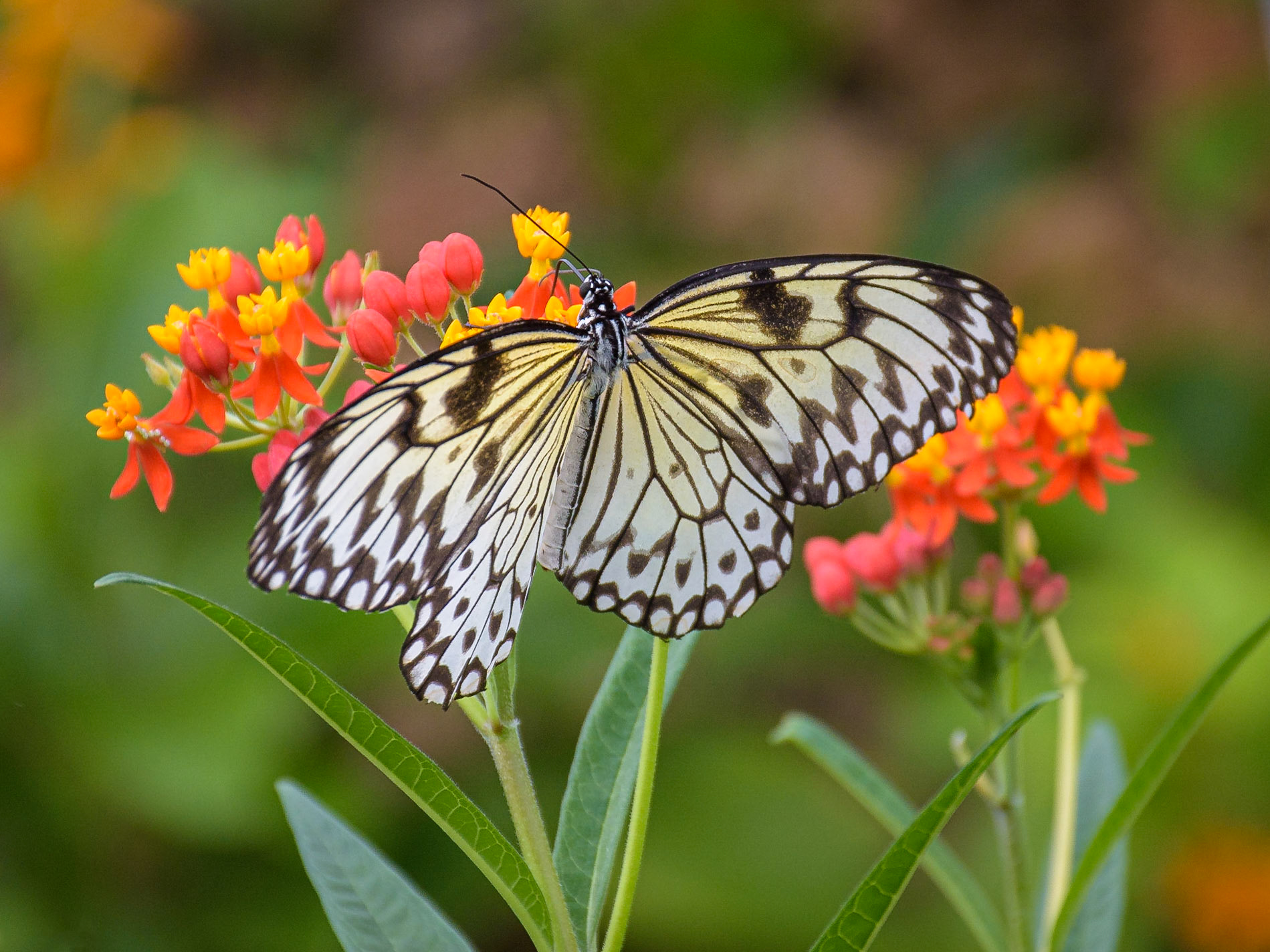 The Butterfly House, Copenhagen, Denmark