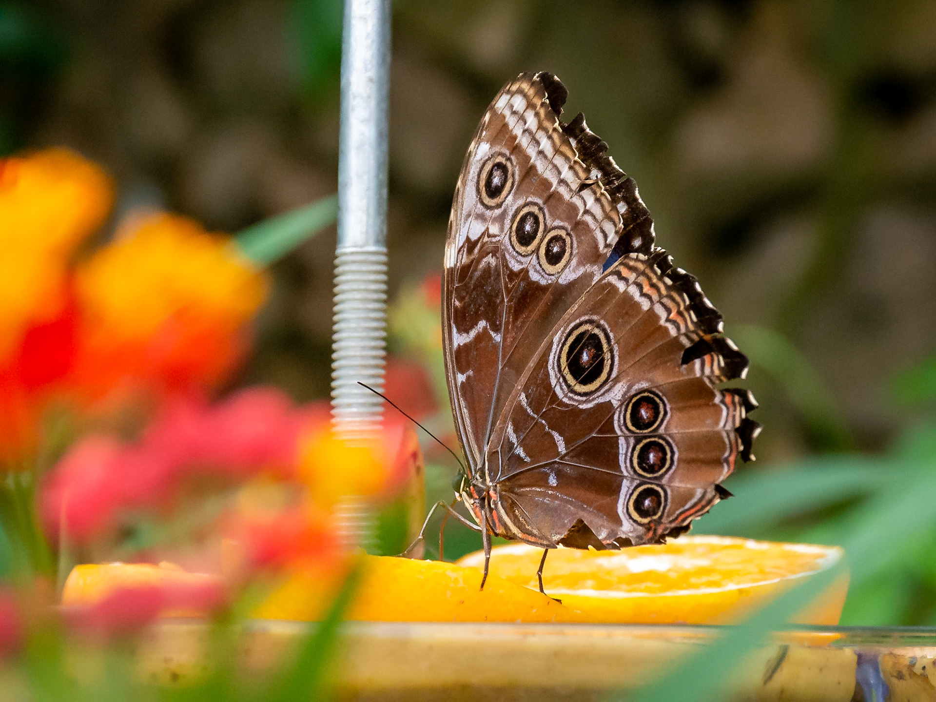 The Butterfly House, Copenhagen, Denmark