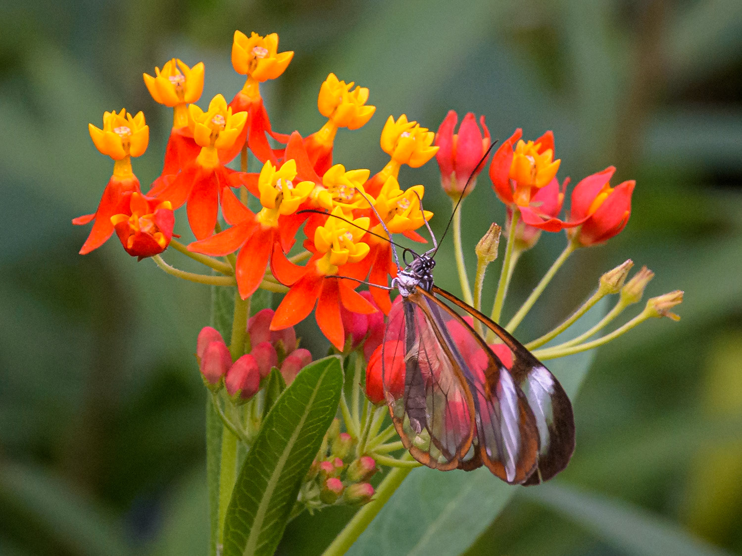 The Butterfly House, Copenhagen, Denmark