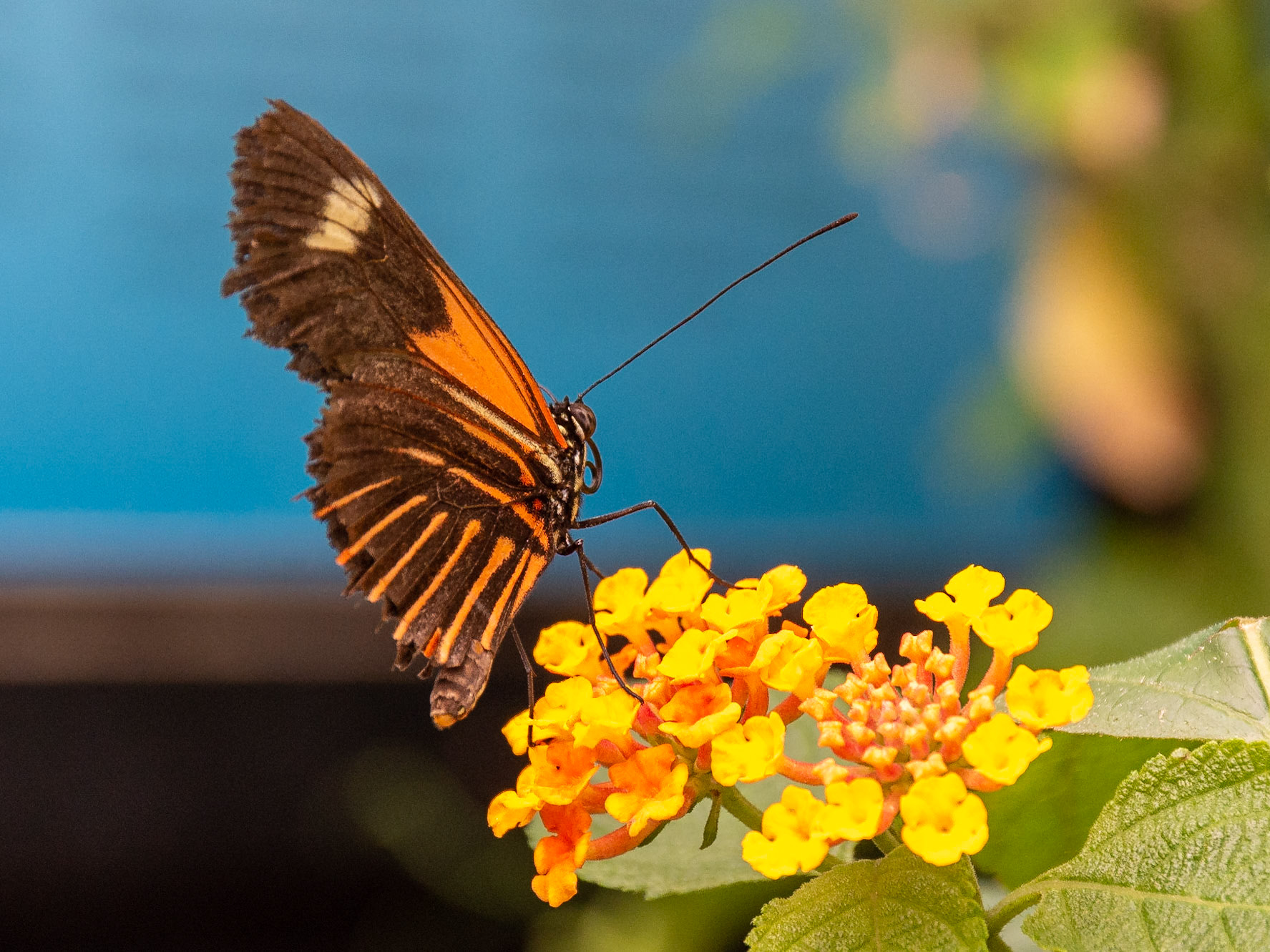 The Butterfly House, Copenhagen, Denmark