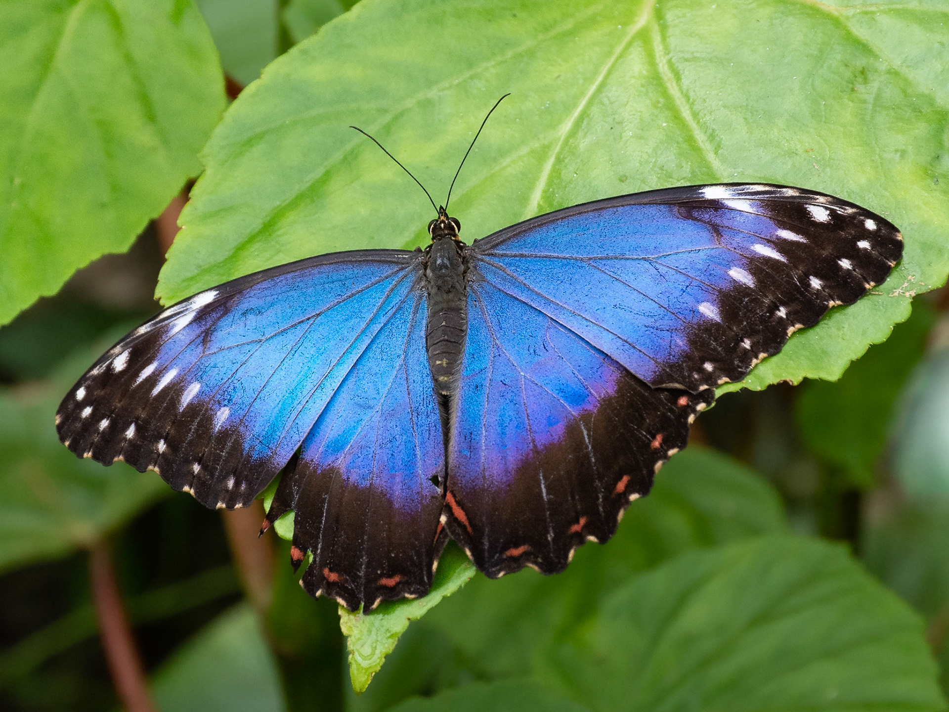 The Butterfly House, Copenhagen, Denmark