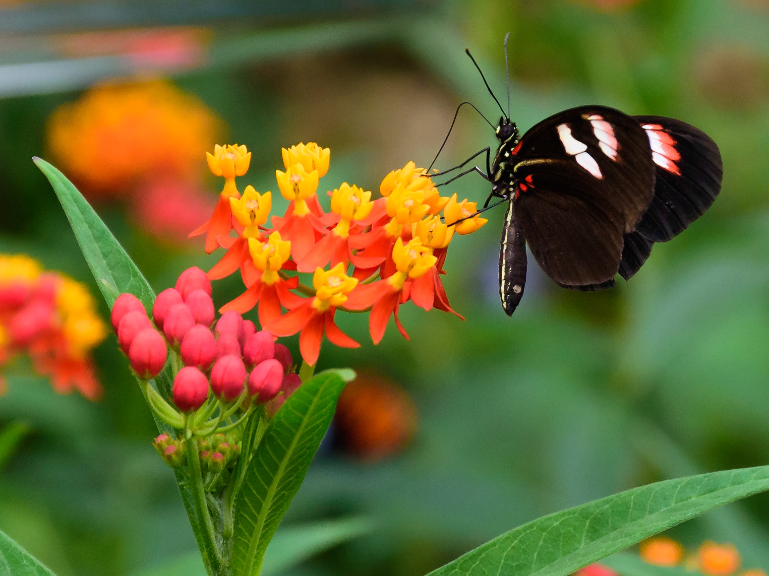 The Butterfly House, Copenhagen, Denmark
