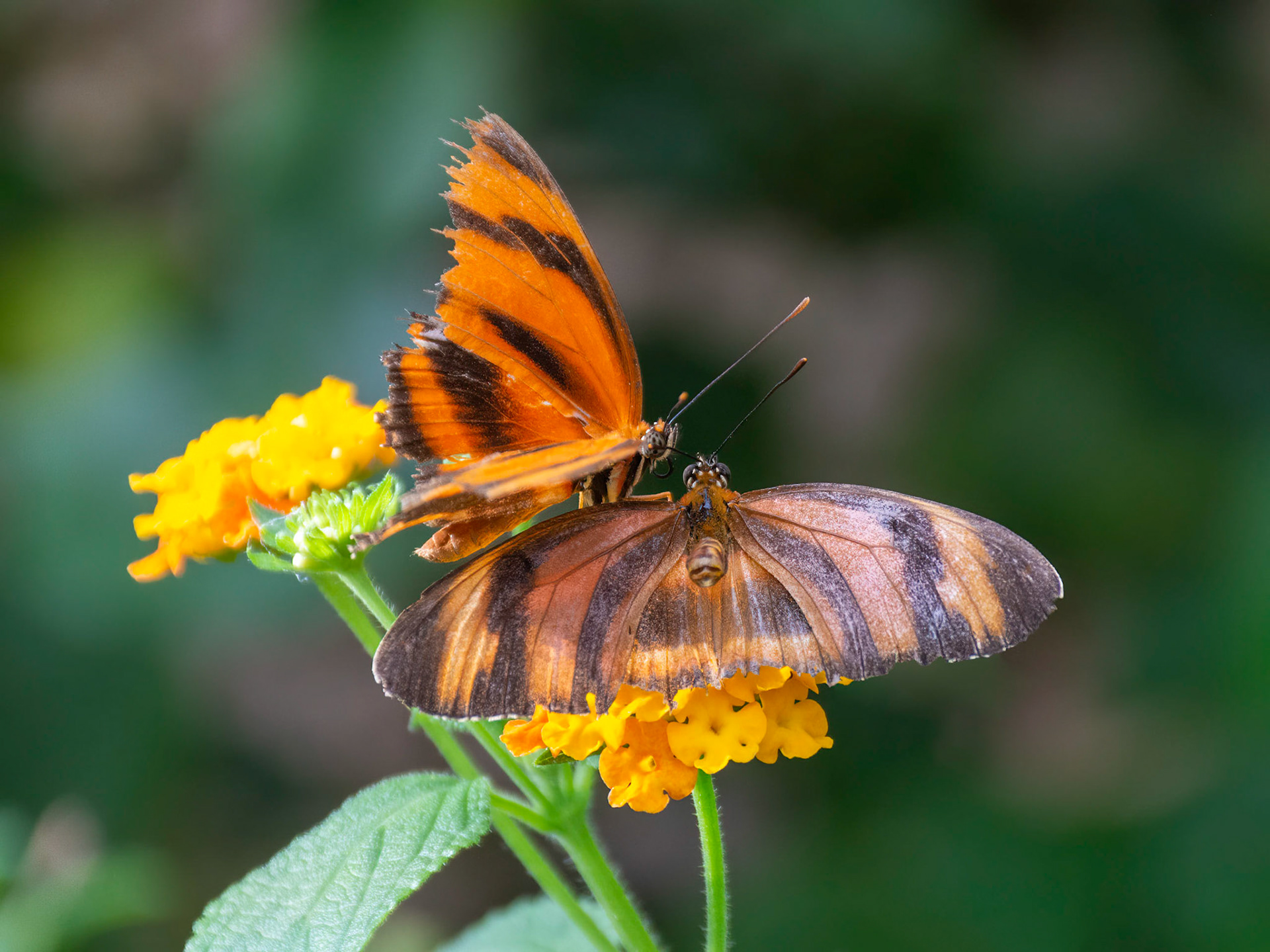 The Butterfly House, Copenhagen, Denmark