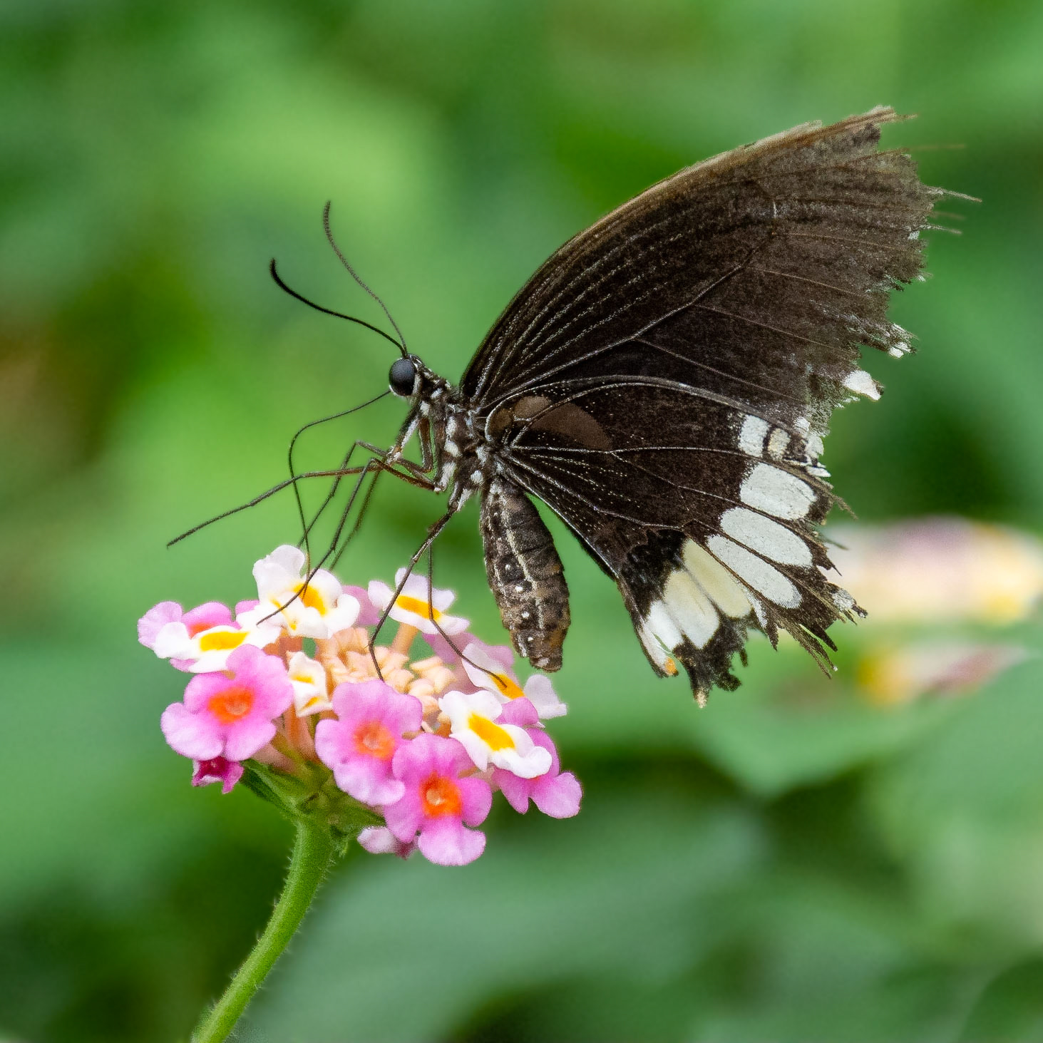 The Butterfly House, Copenhagen, Denmark