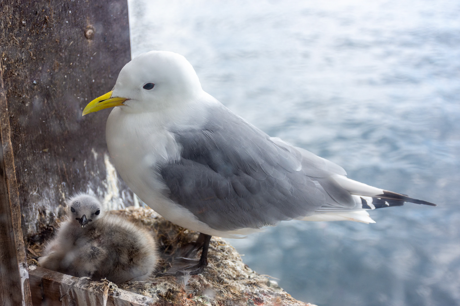 Norway, Alesund