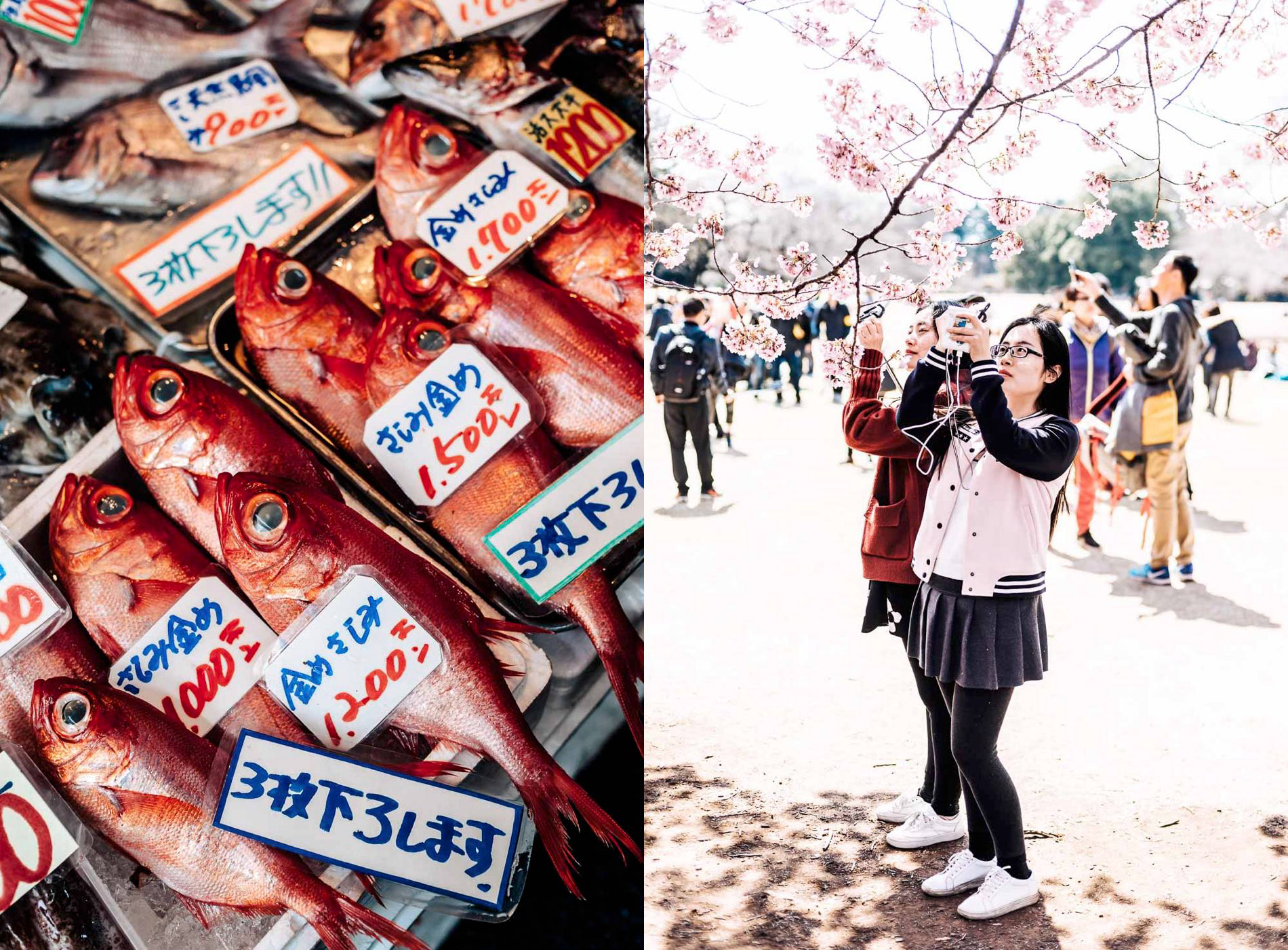 Fish for sale at Tsukiji Outer Market, Tsukiji, Chuo City, Tokyo, Japan; two visitors photograph sakura cherry blossom in Shinjuku Gyoen, Shinjuku, Shinjuku City, Tokyo, Japan