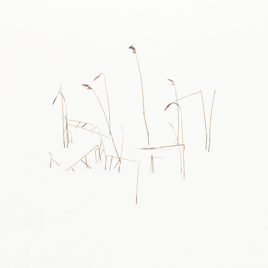 Reed Calligraphy IX