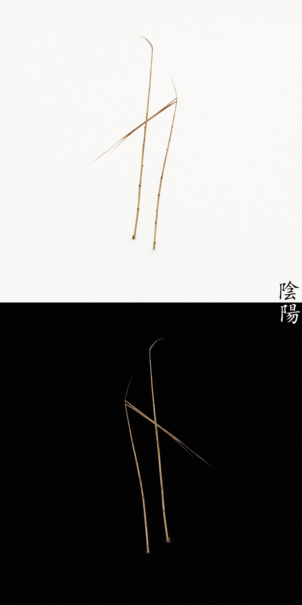 Reed Calligraphy - Yin Yang ed. No.14
