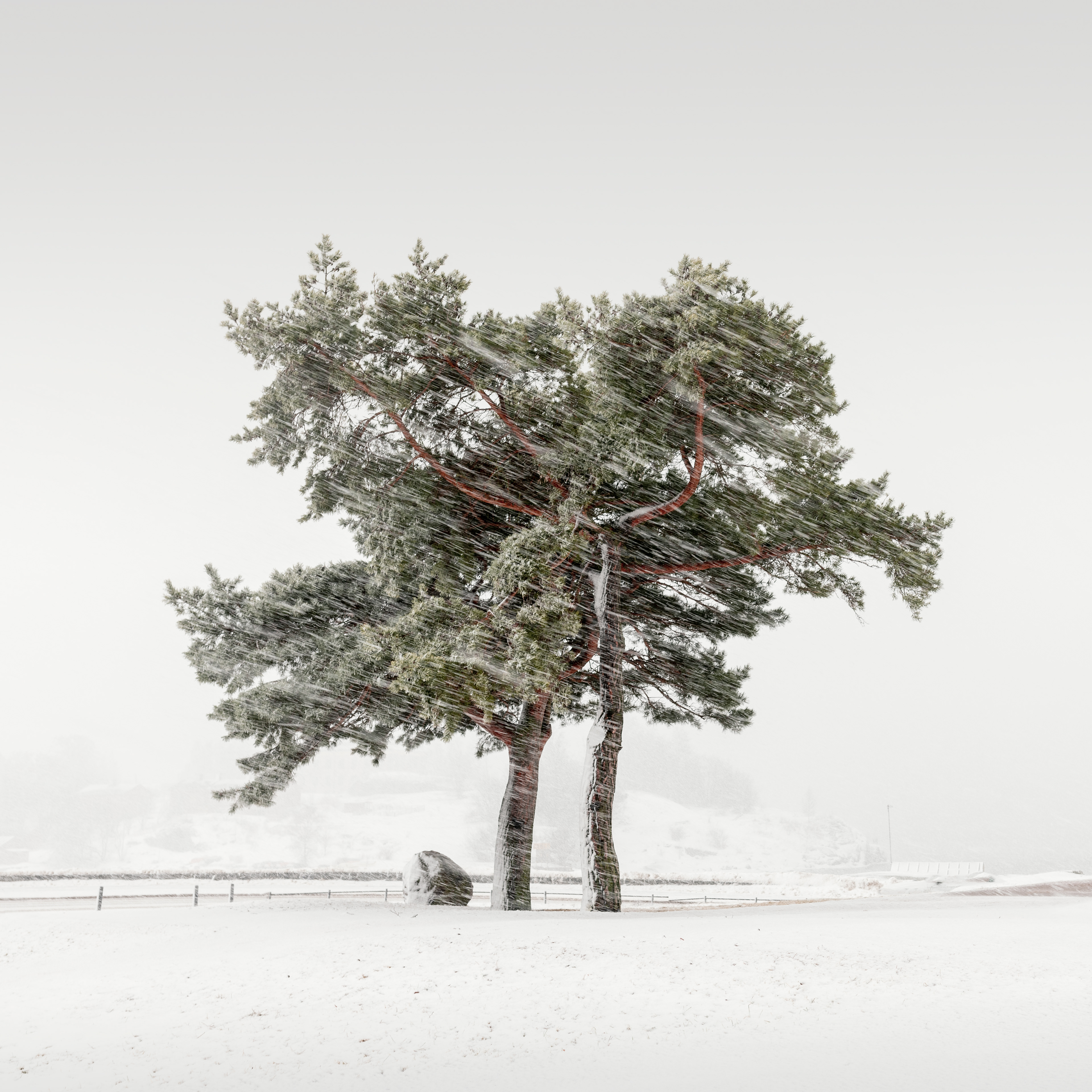 Two Pines and a Rock