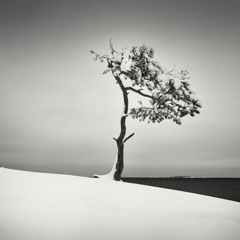 Veteran's Tree