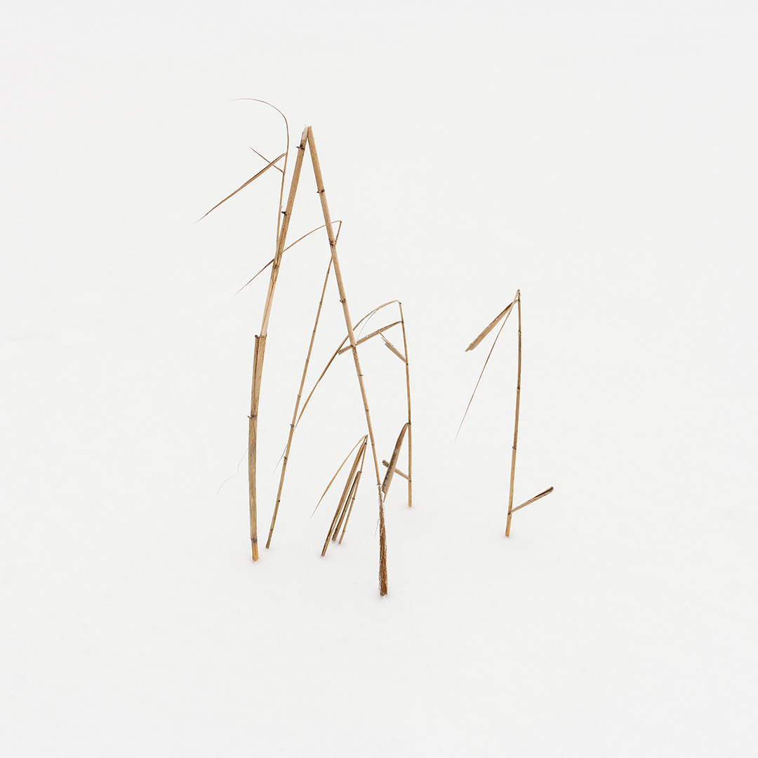 Reed Calligraphy V