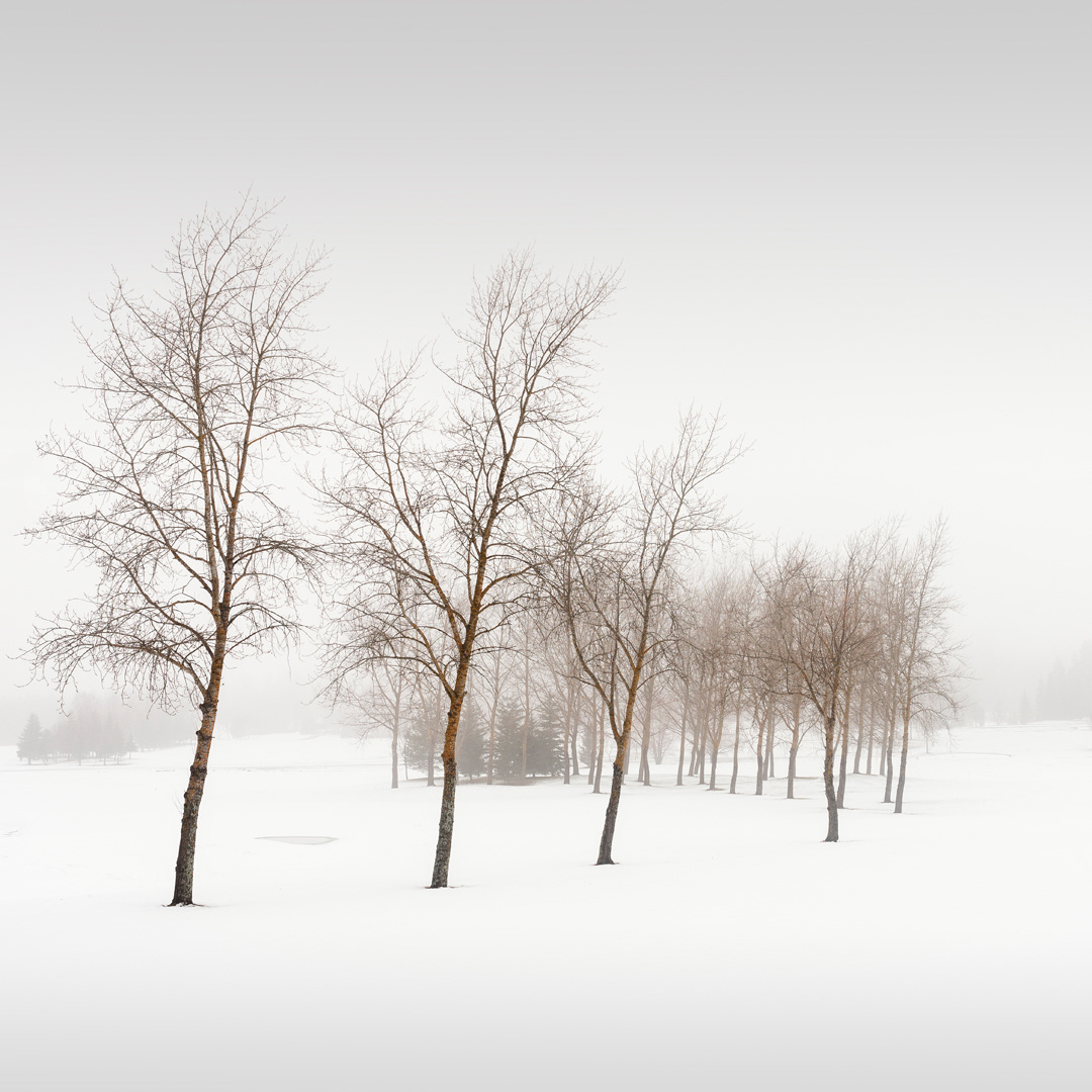 Winter Trees