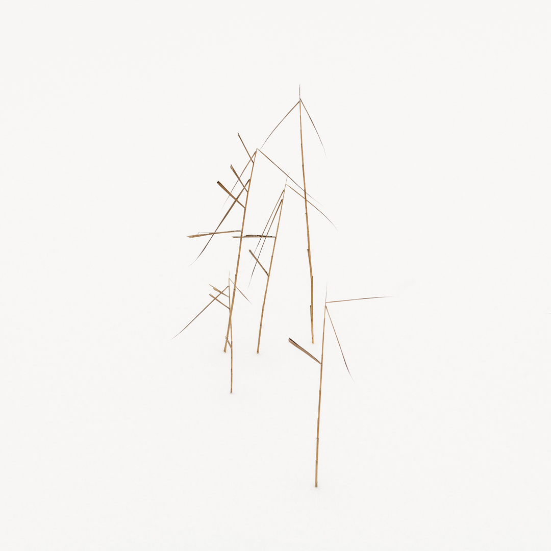 Reed Calligraphy I