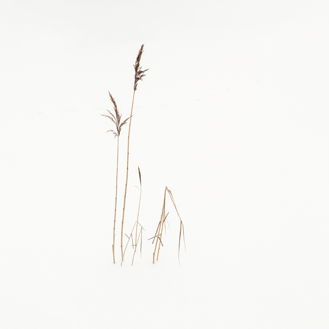 Reed Calligraphy III