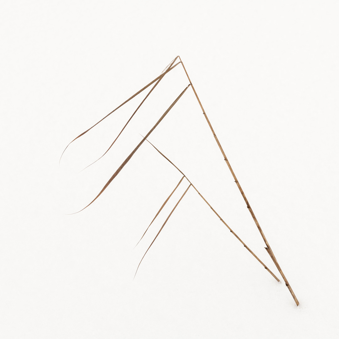 Reed Calligraphy IV
