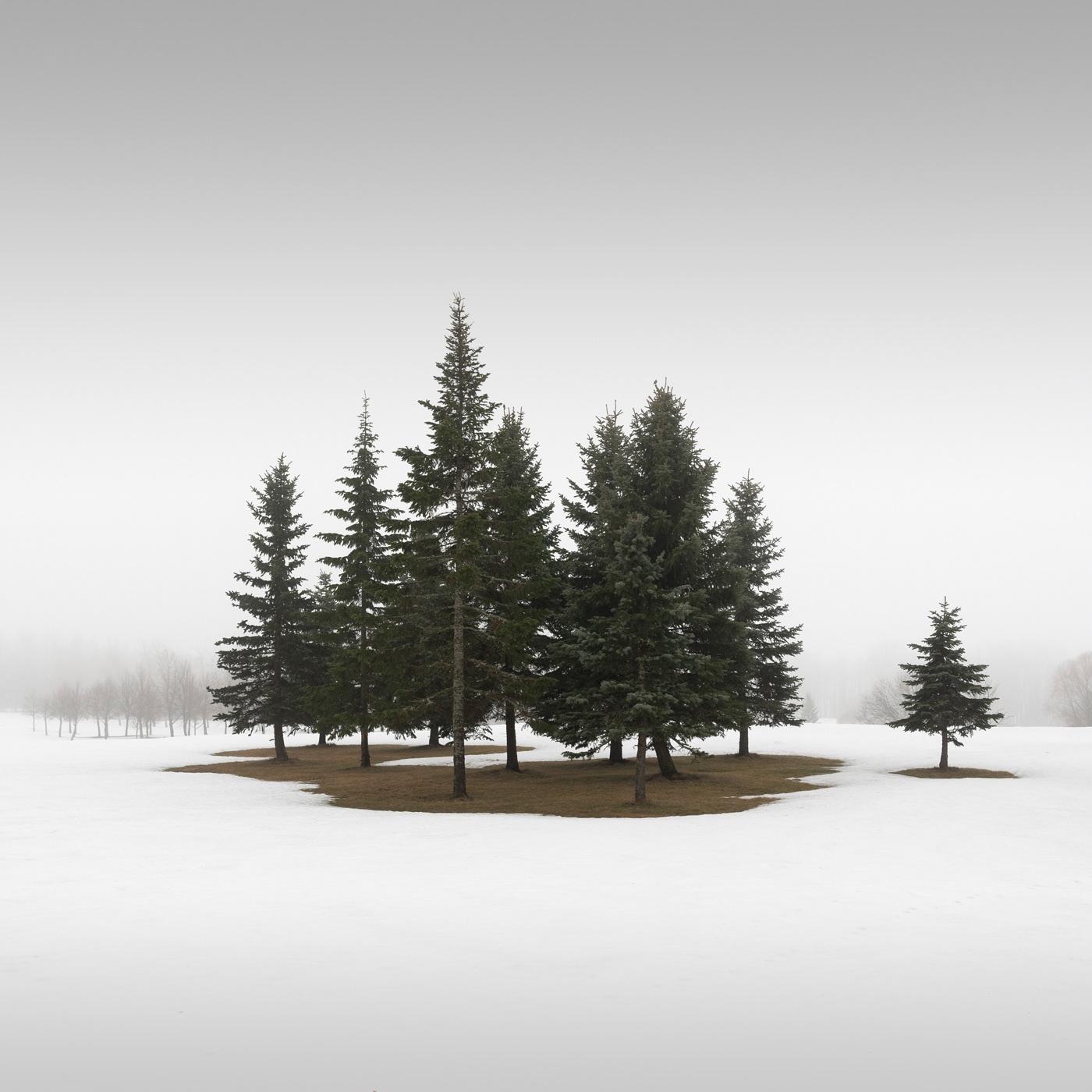 Winter Conifers III