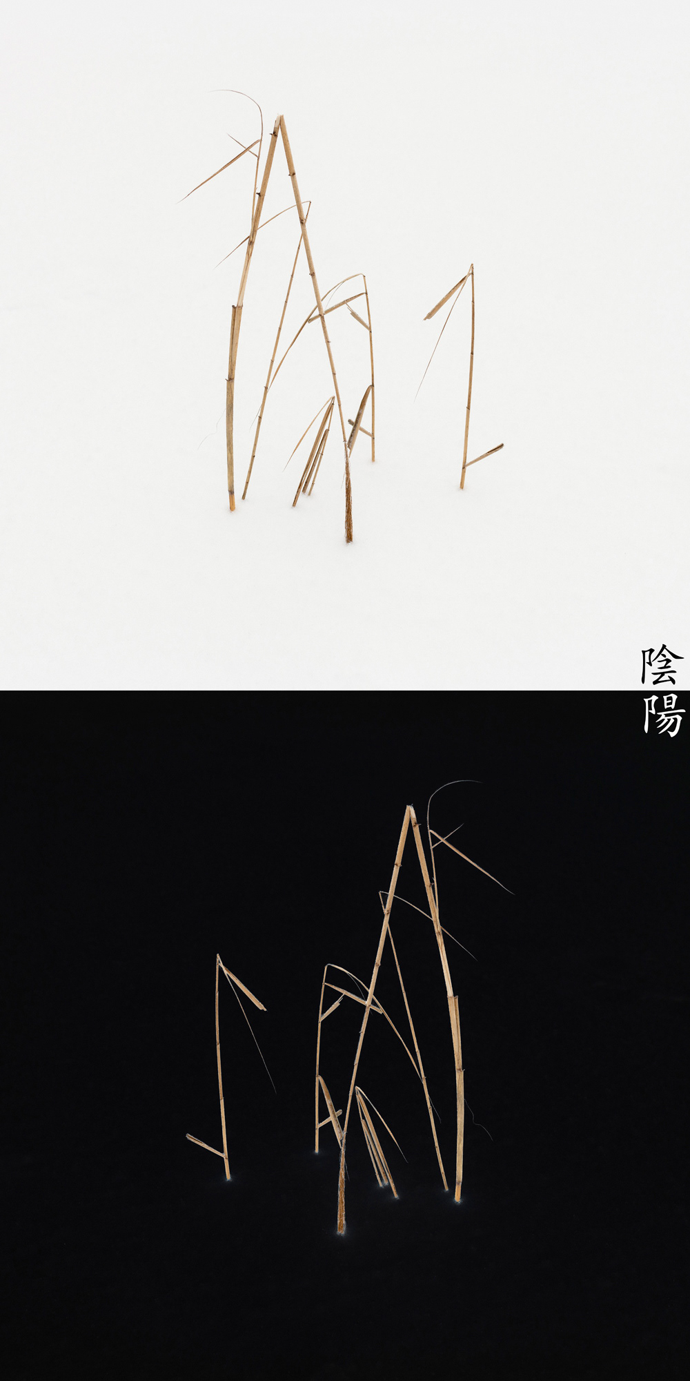 Reed Calligraphy - Yin Yang ed. No.08