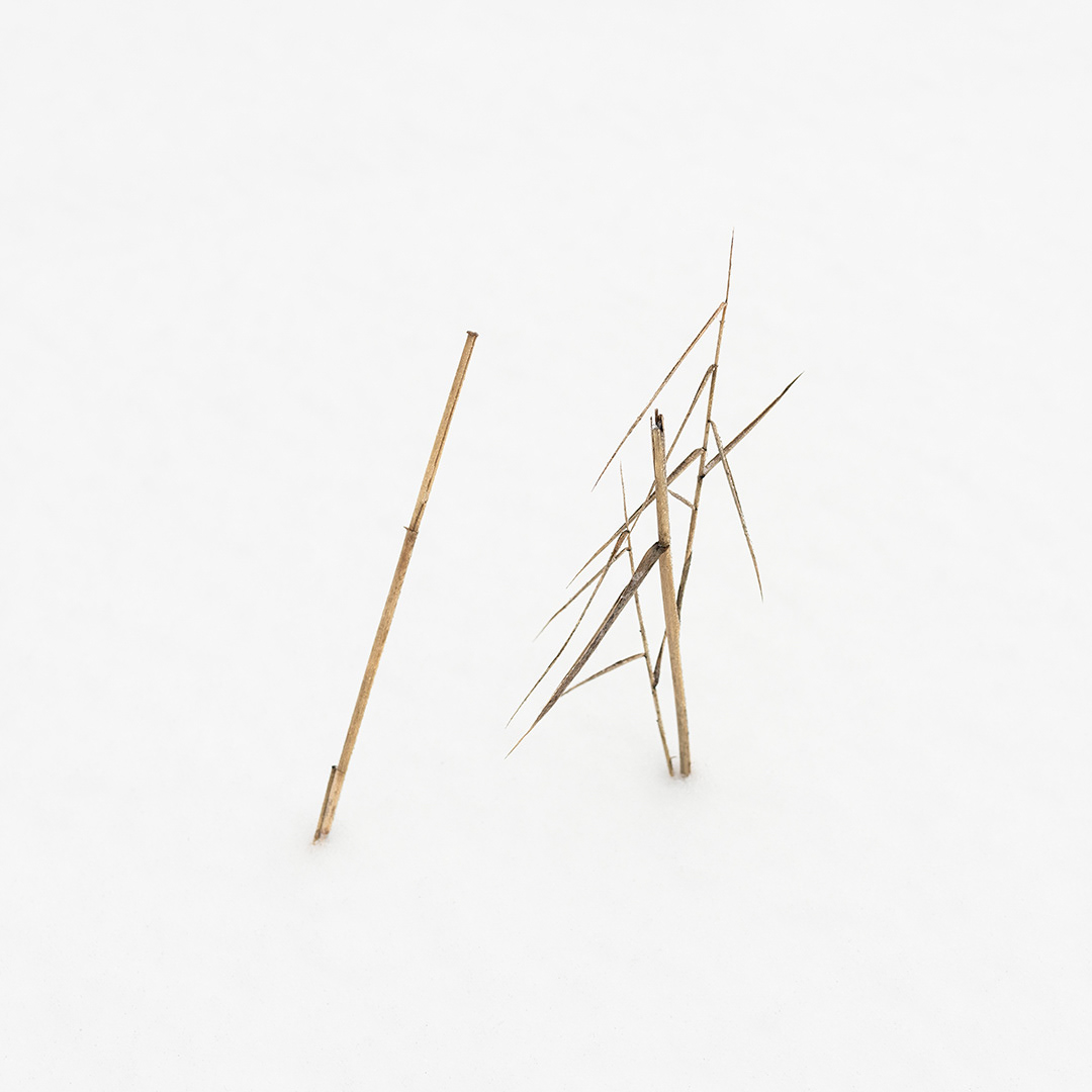 Reed Calligraphy X