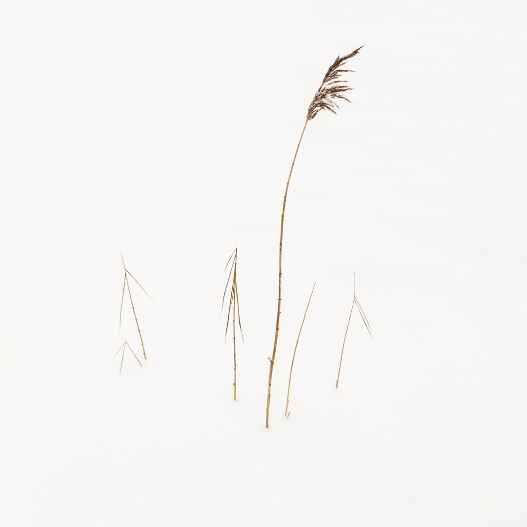 Reed Calligraphy II