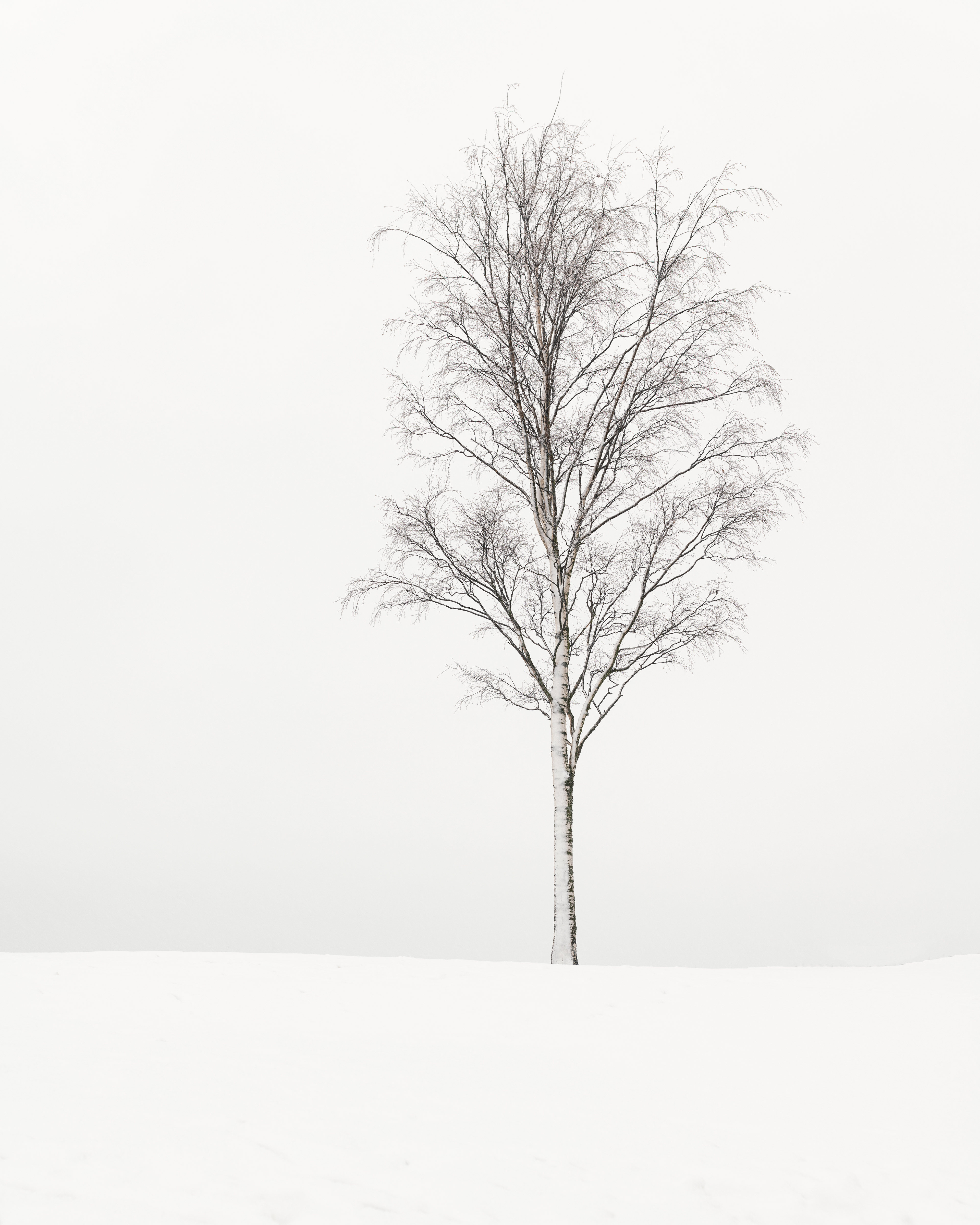 Winter Birch