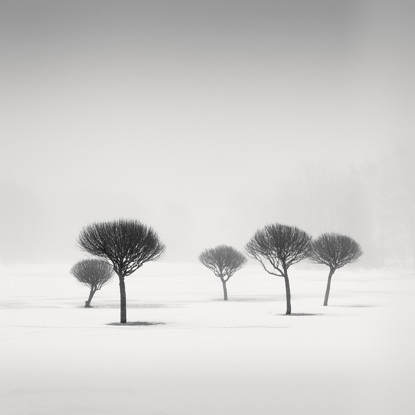 Charcoal Trees