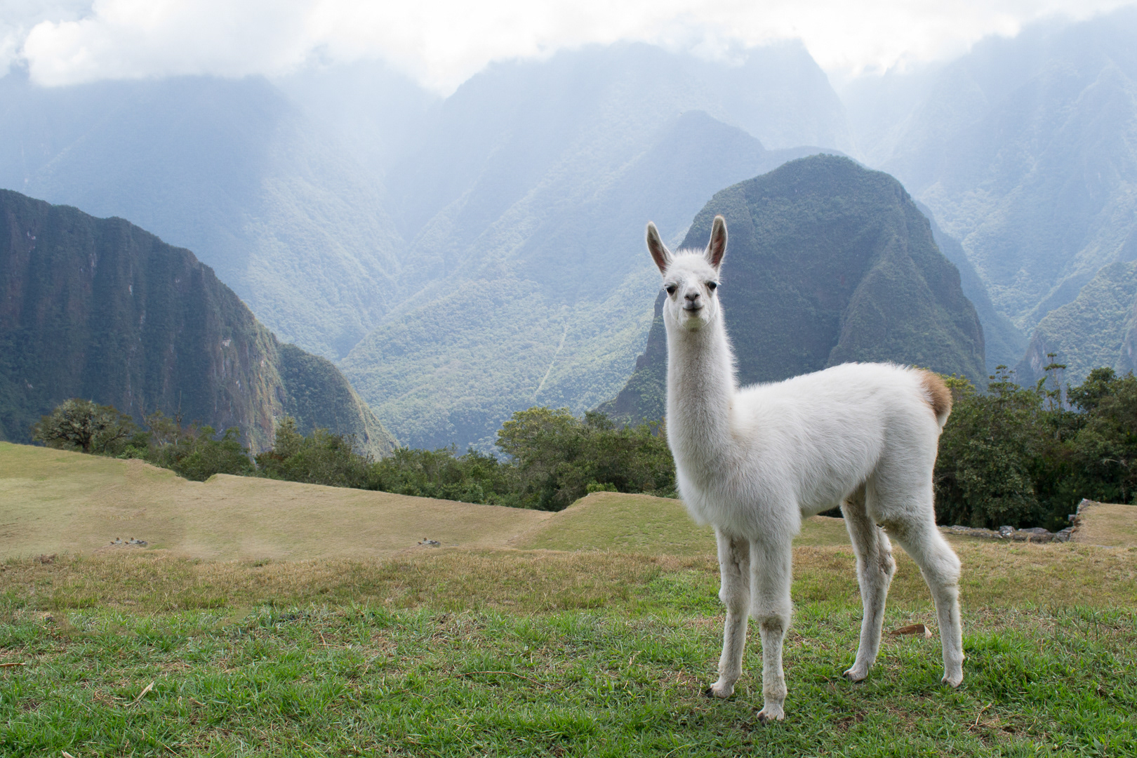 Machu Picchu