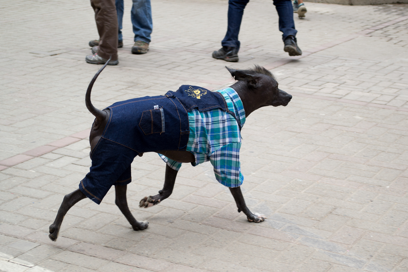 Aguas Calientes: perro sin pelo del Perú