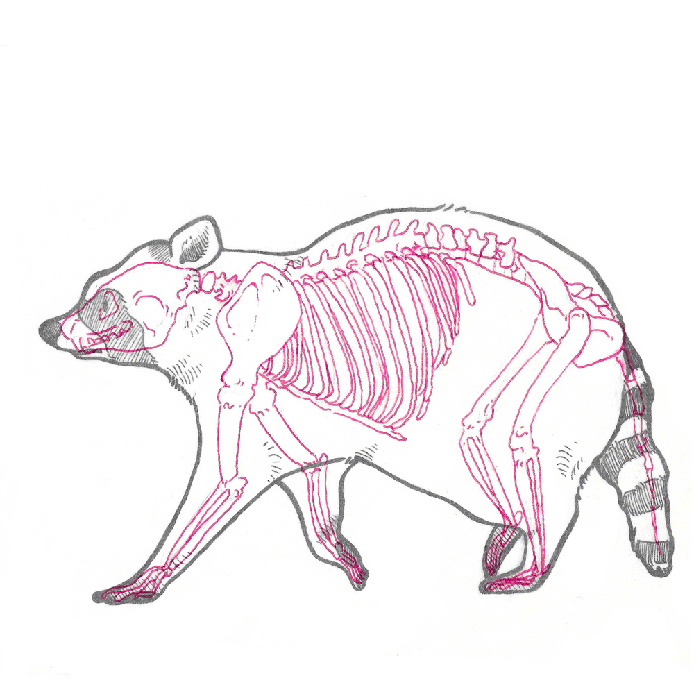 Waschbären Skelet Studie