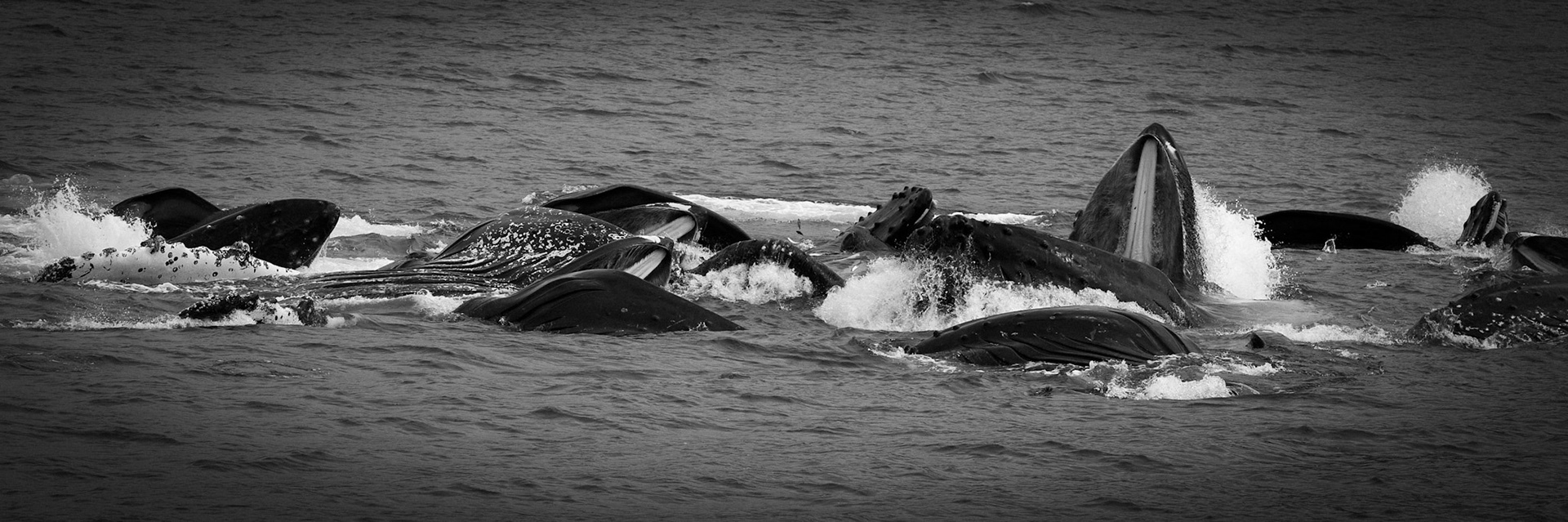 Humpback Whales Bubble Feeding
