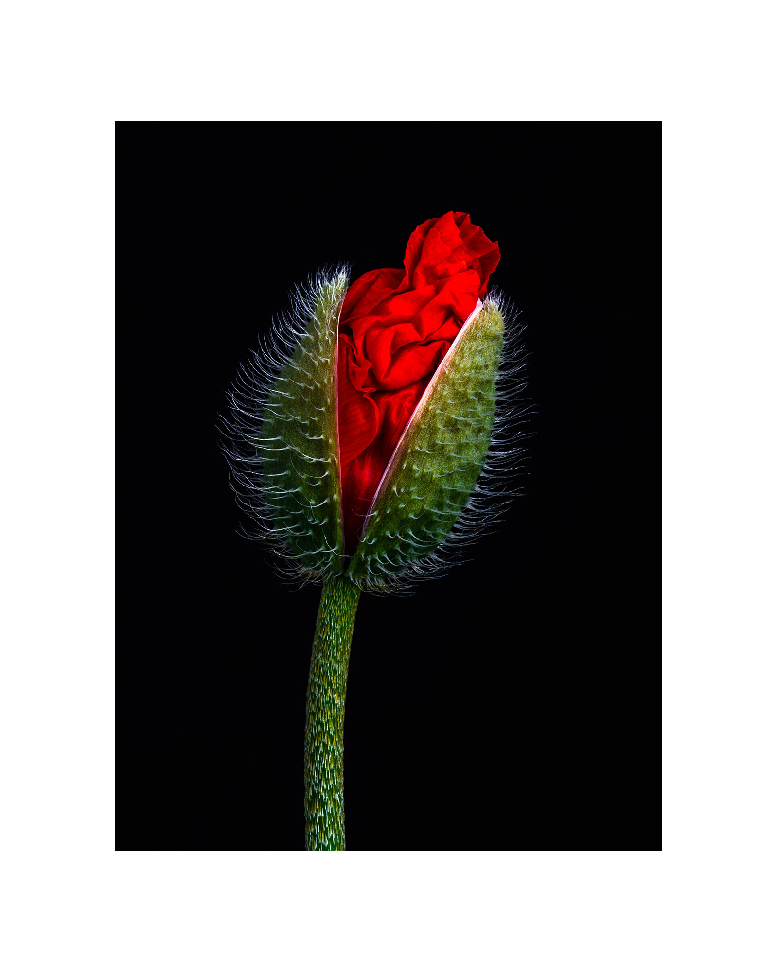 Bursting Poppy, Wantage